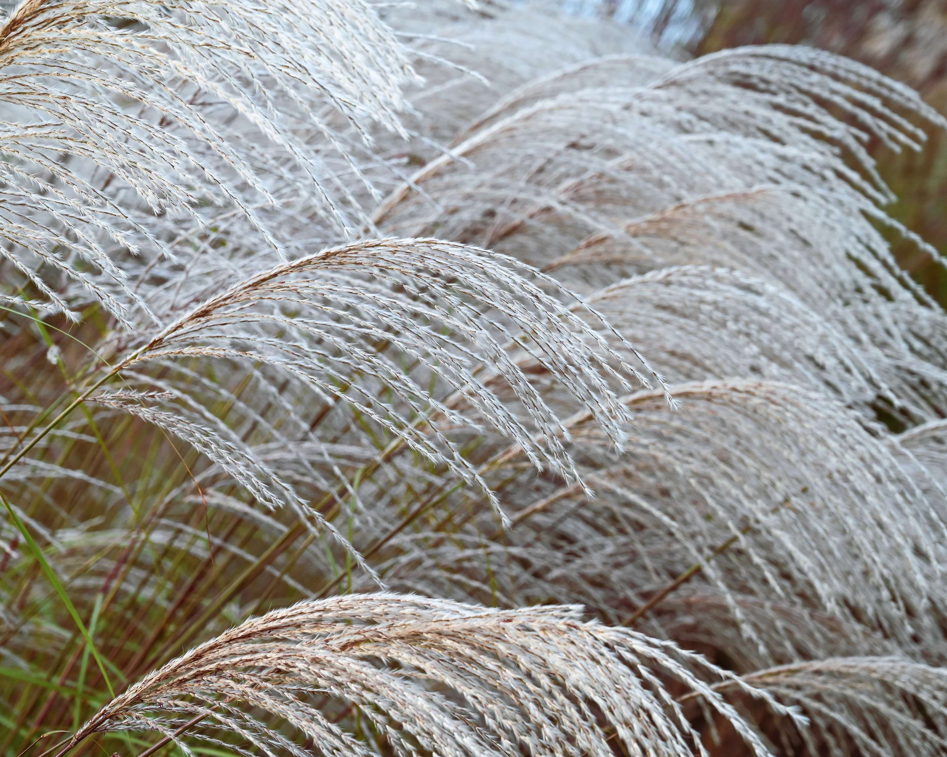 Miscanthus 'Silver Charm' - Image 3