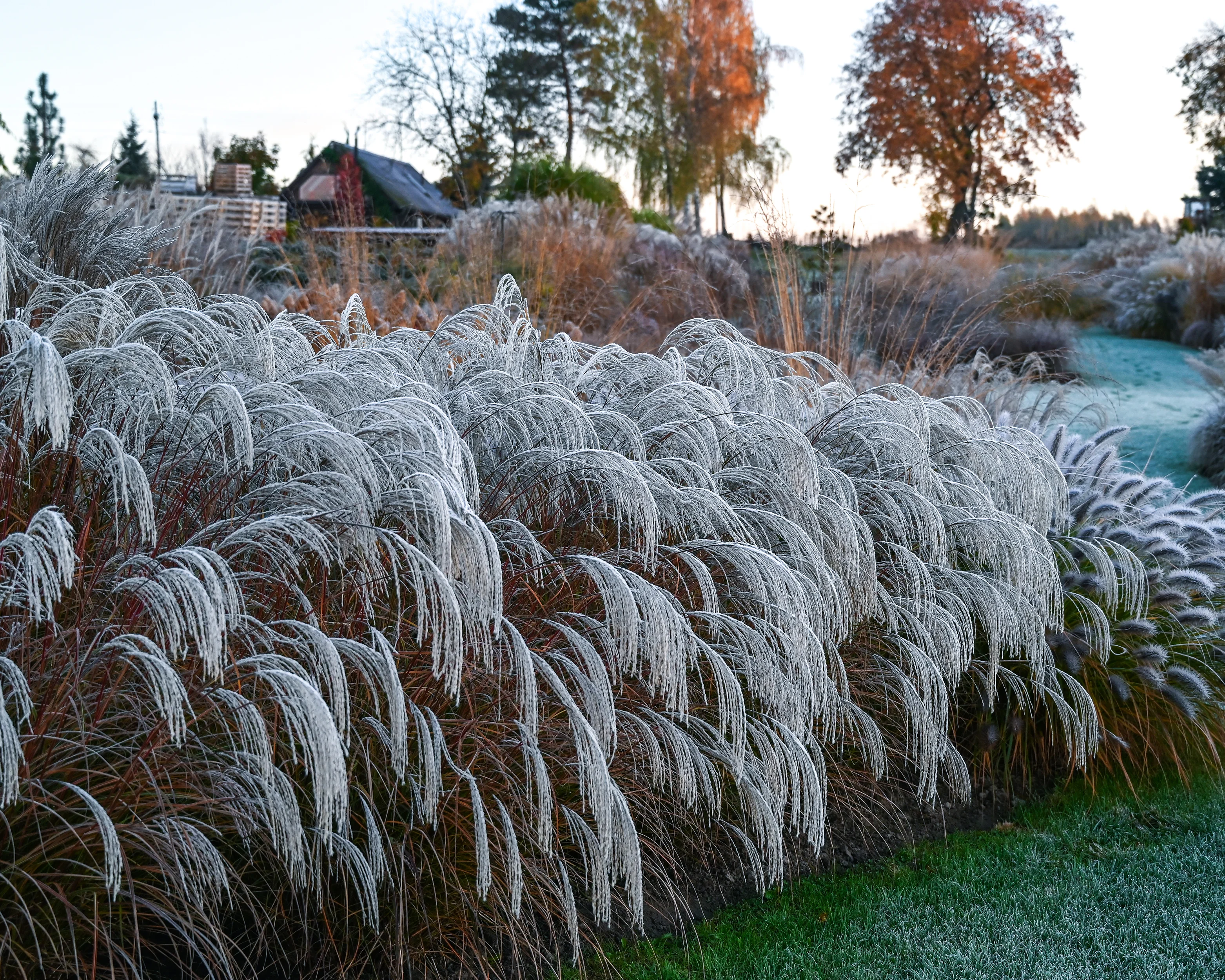 Miscanthus 'Silver Charm' - Image 4