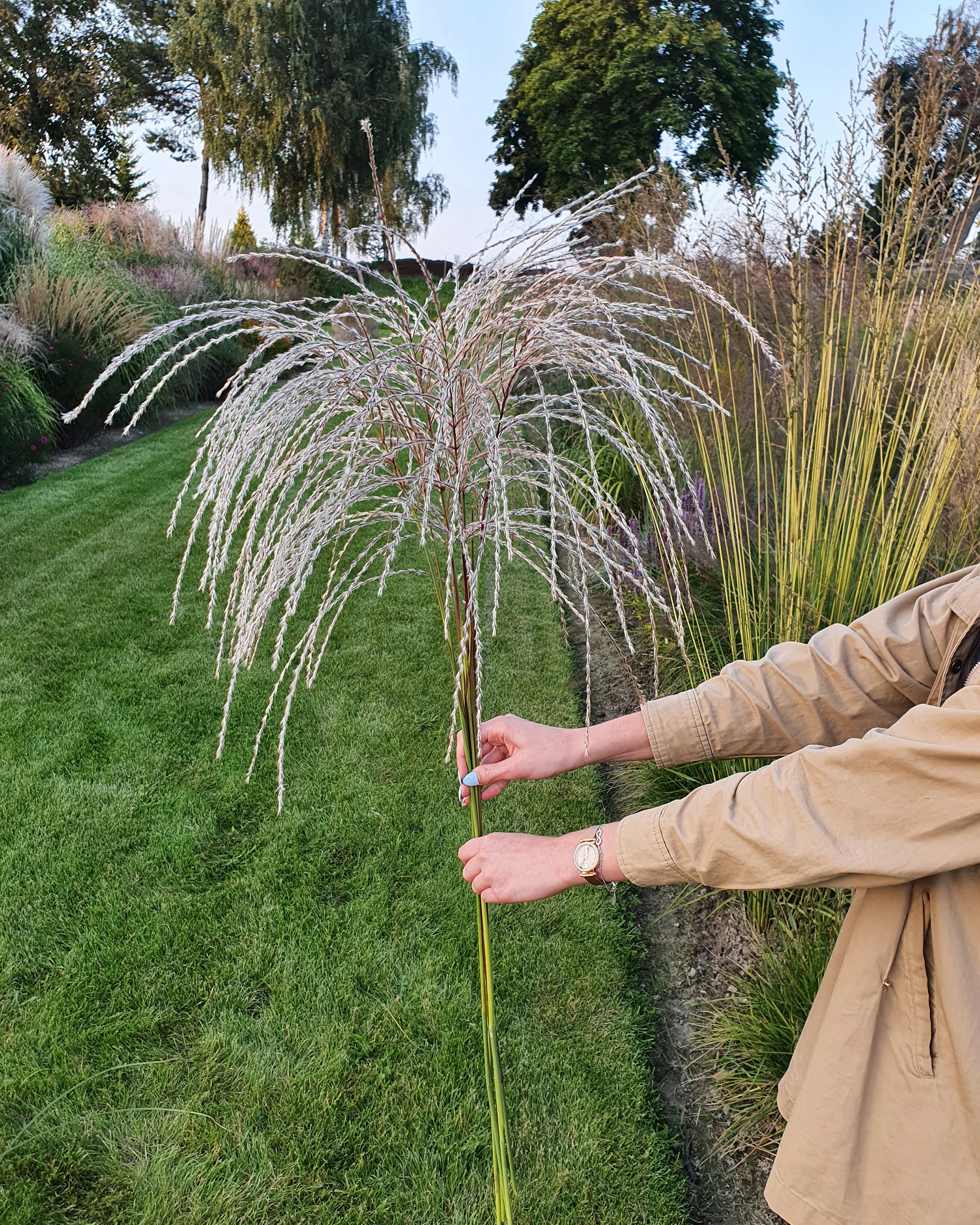 Miscanthus 'Silver Charm' - Image 5