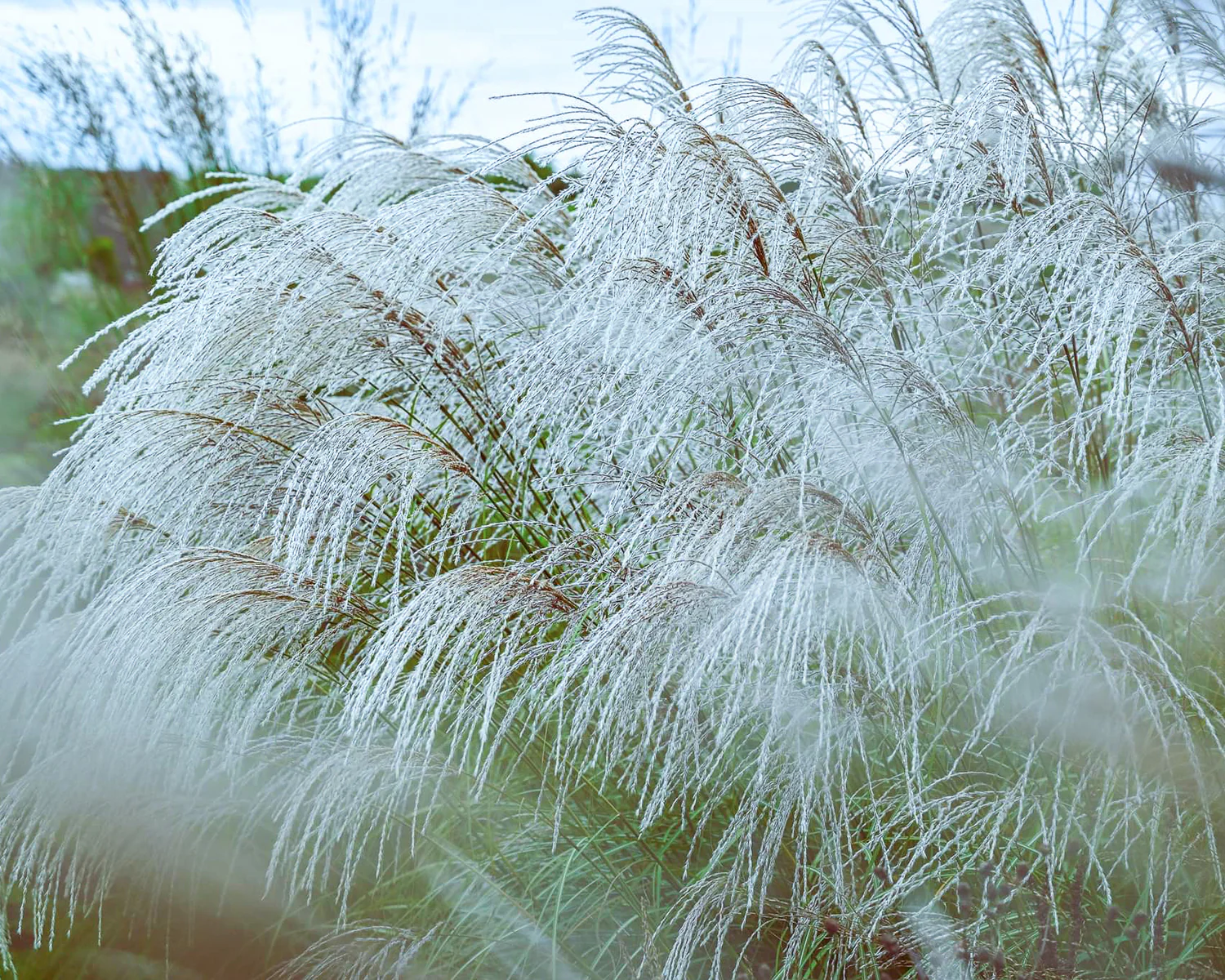 Miscanthus 'Silver Charm' - Image 7