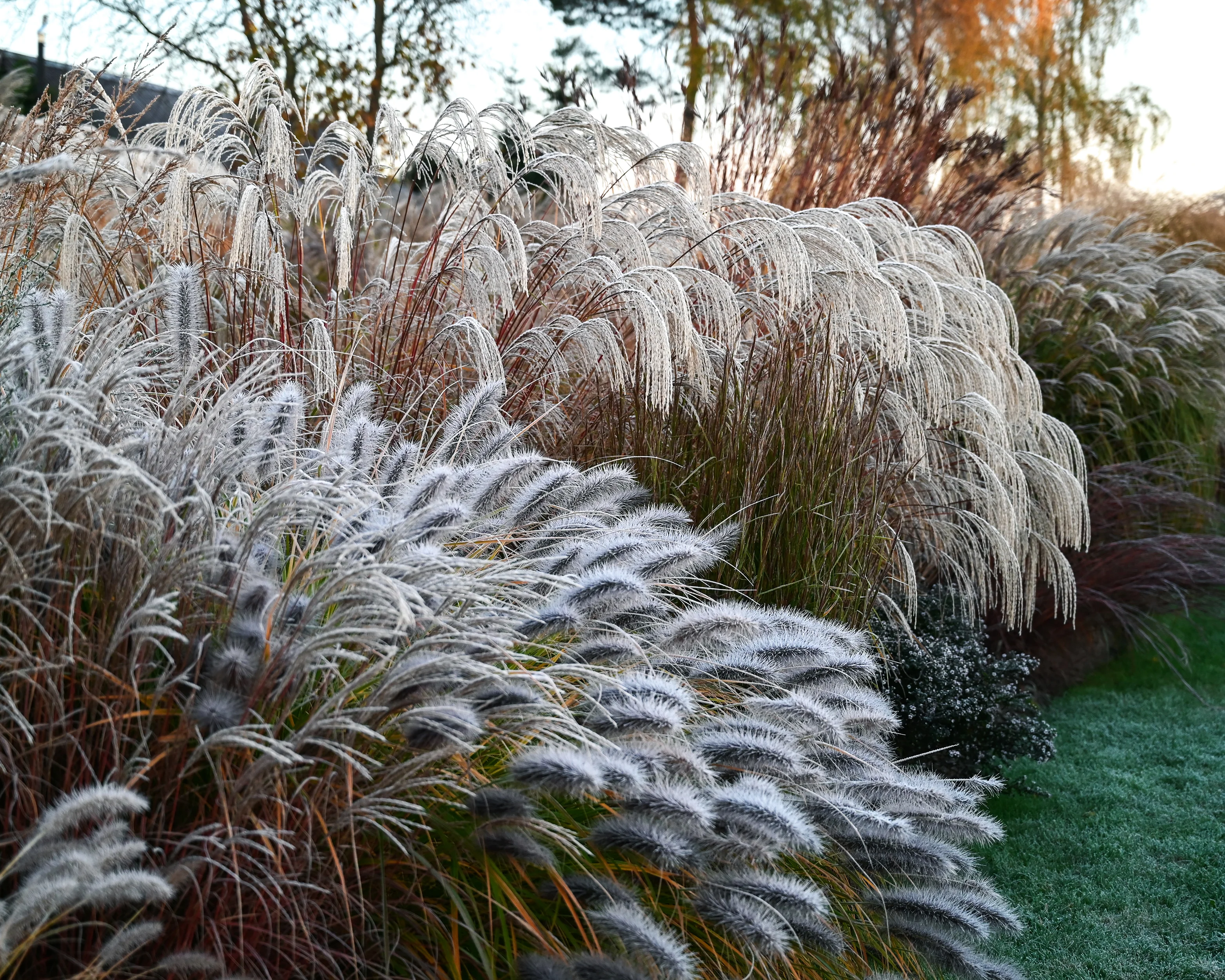 Miscanthus 'Silver Charm' - Image 8