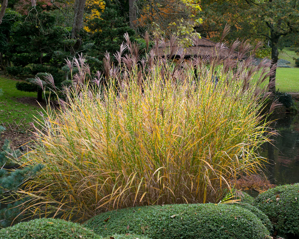 Miscanthus 'Strictus' - Image 7