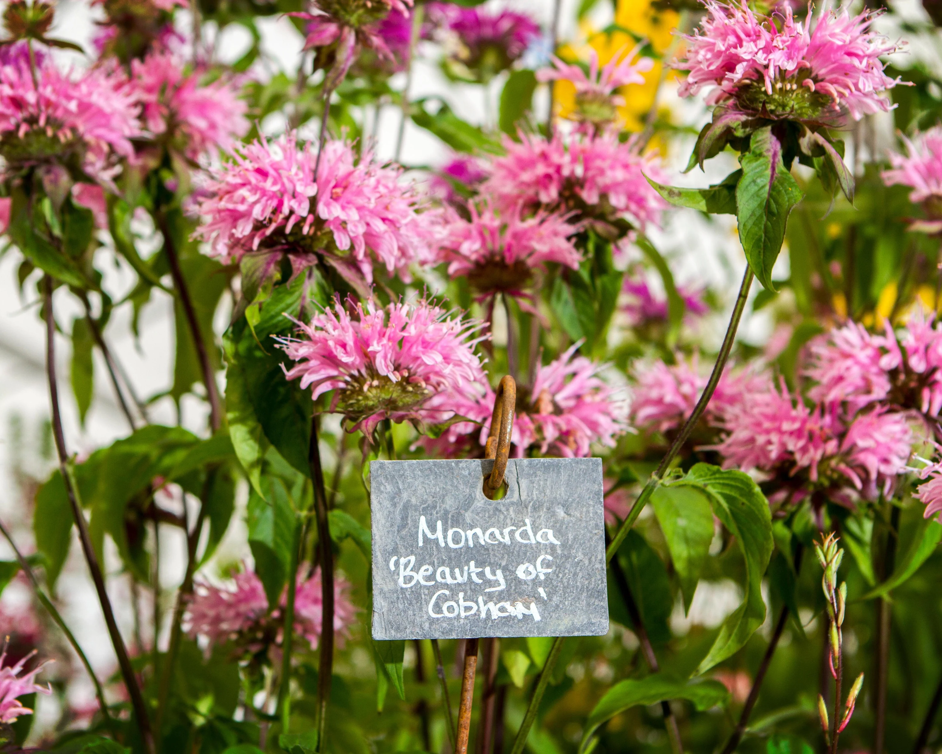 Monarda 'Beauty of Cobham' - Image 3