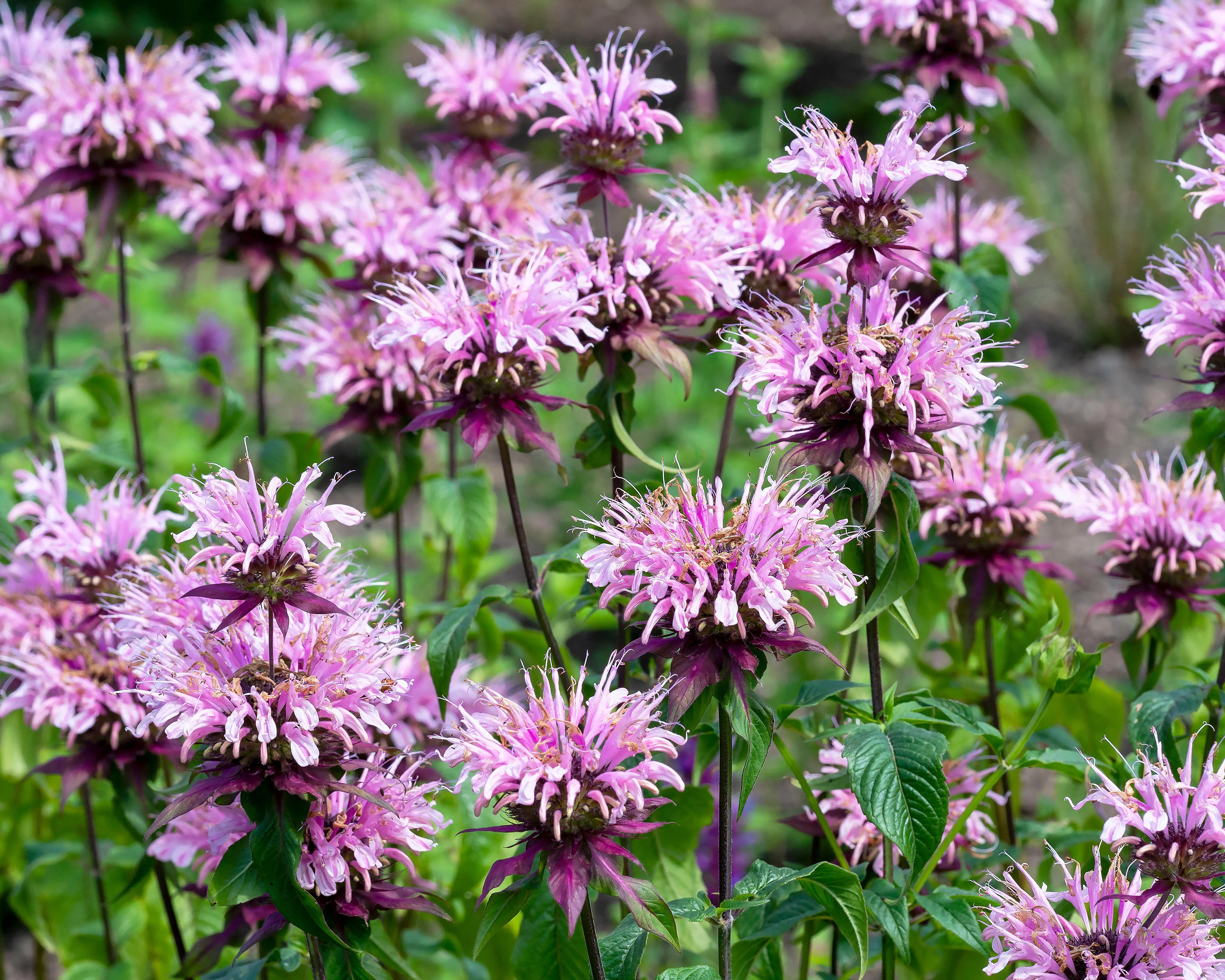 Monarda 'Beauty of Cobham' - Image 4