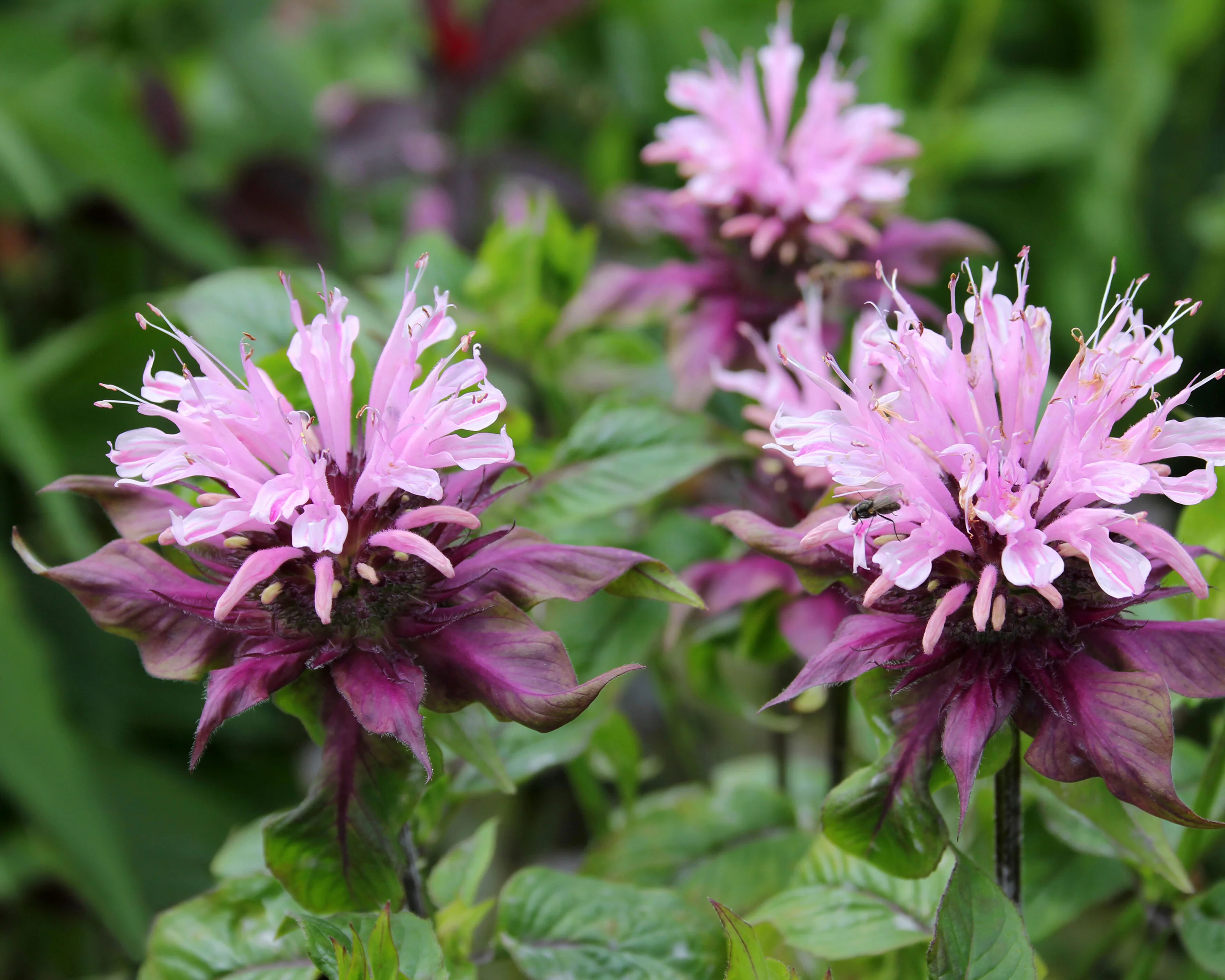 Monarda 'Beauty of Cobham' - Image 8