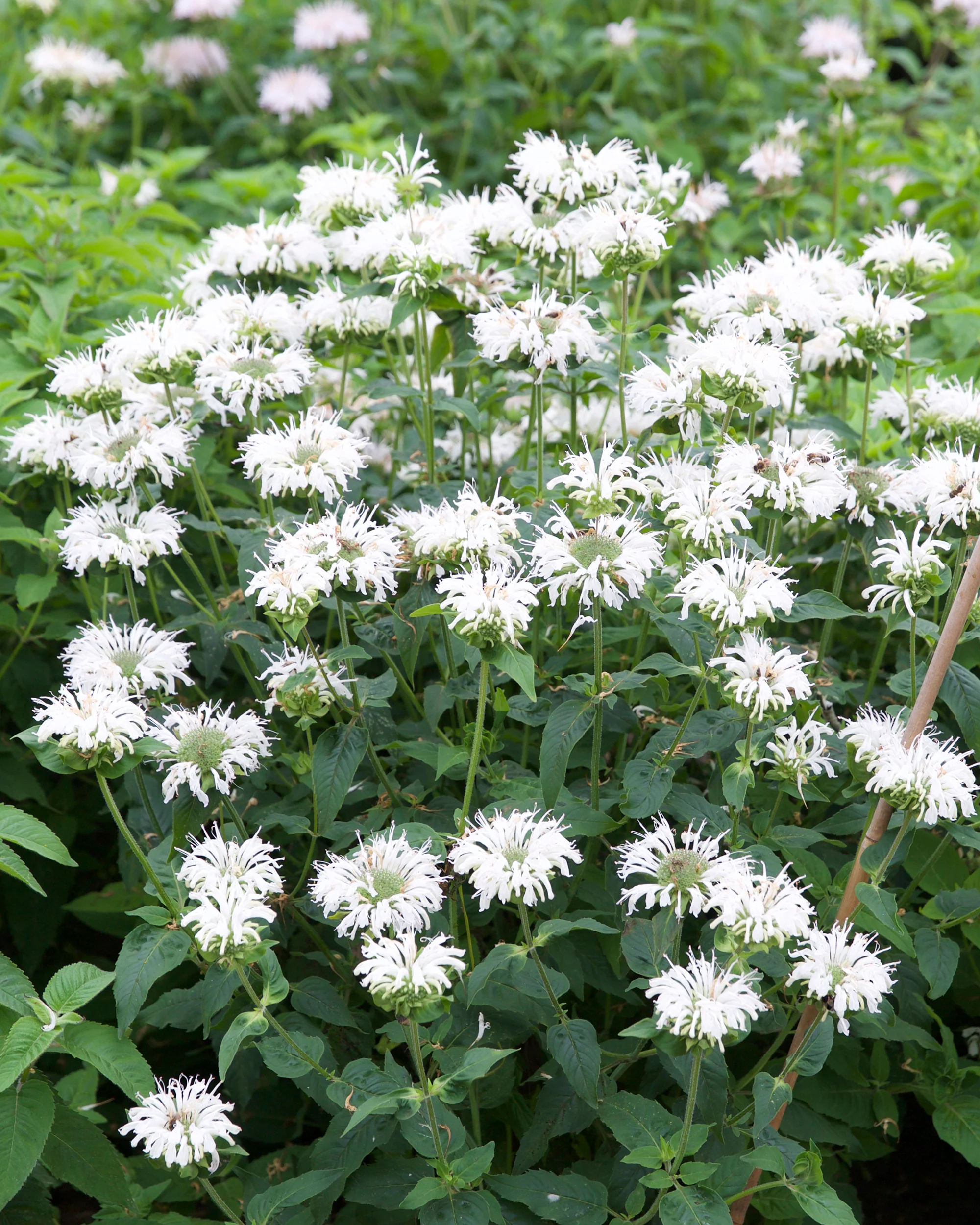 Monarda 'Bee-Bright' - Image 5