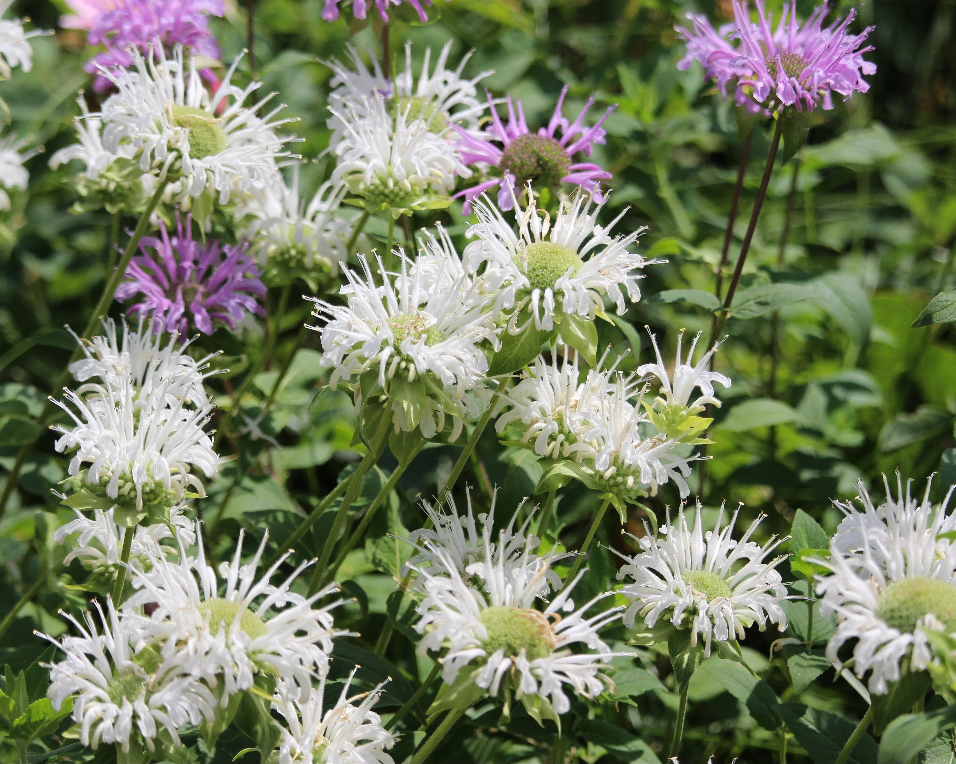 Monarda 'Bee-Bright' - Image 6
