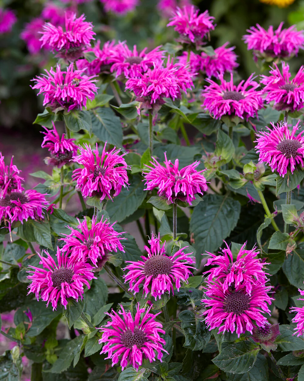 Monarda 'Bee-Free' - Image 2