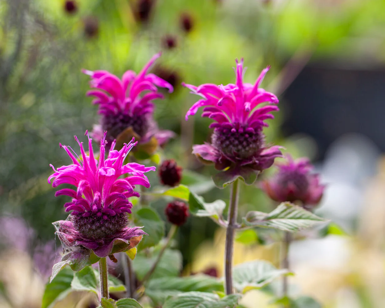 Monarda 'Bee-Free' - Image 3