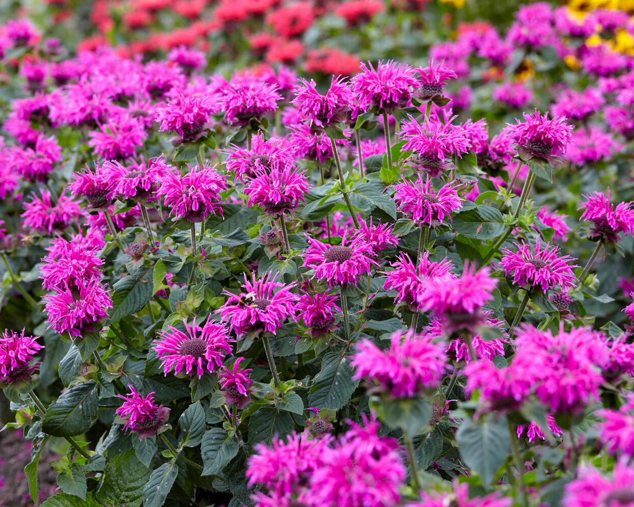 Monarda 'Bee-Free' - Image 4
