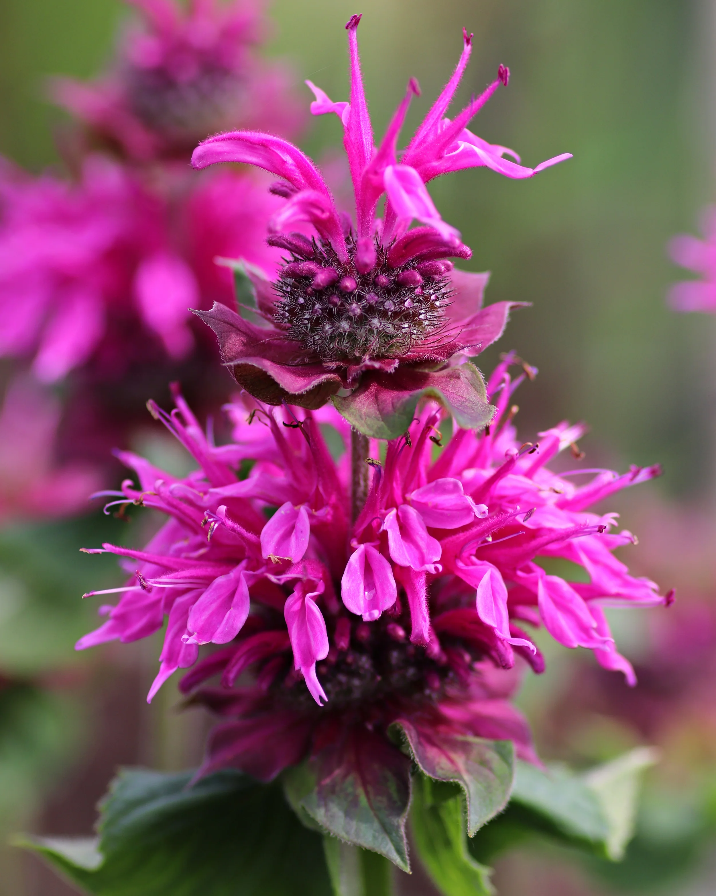 Monarda 'Bee-Free' - Image 6