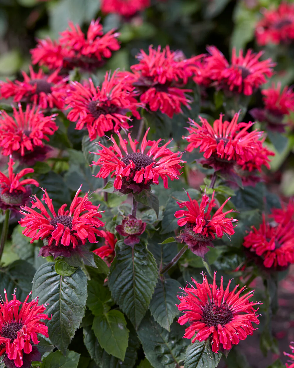 Monarda 'Bee-Happy' - Image 2