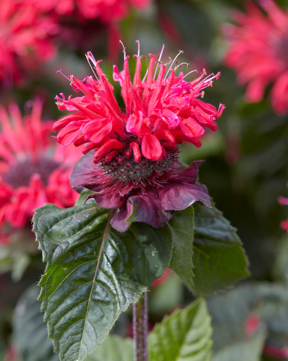 Monarda 'Bee-Happy' - Image 3