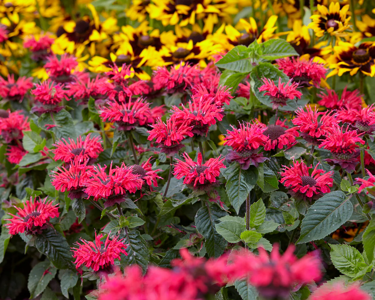 Monarda 'Bee-Happy' - Image 4
