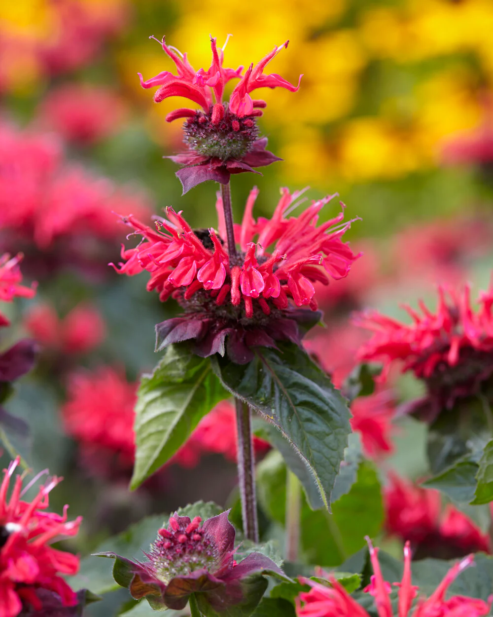Monarda 'Bee-Happy' - Image 5