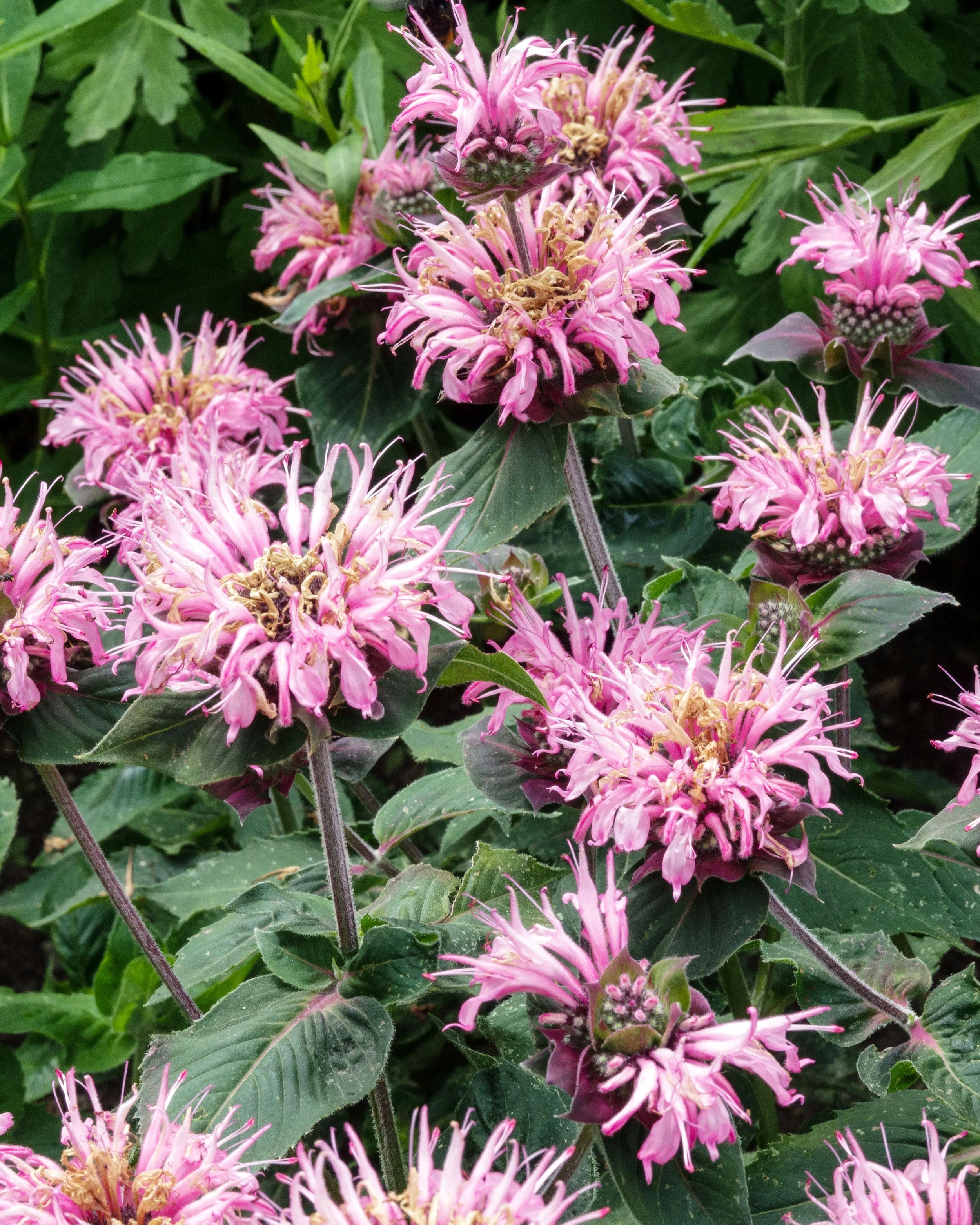 Monarda 'Bee-Lieve' - Image 2