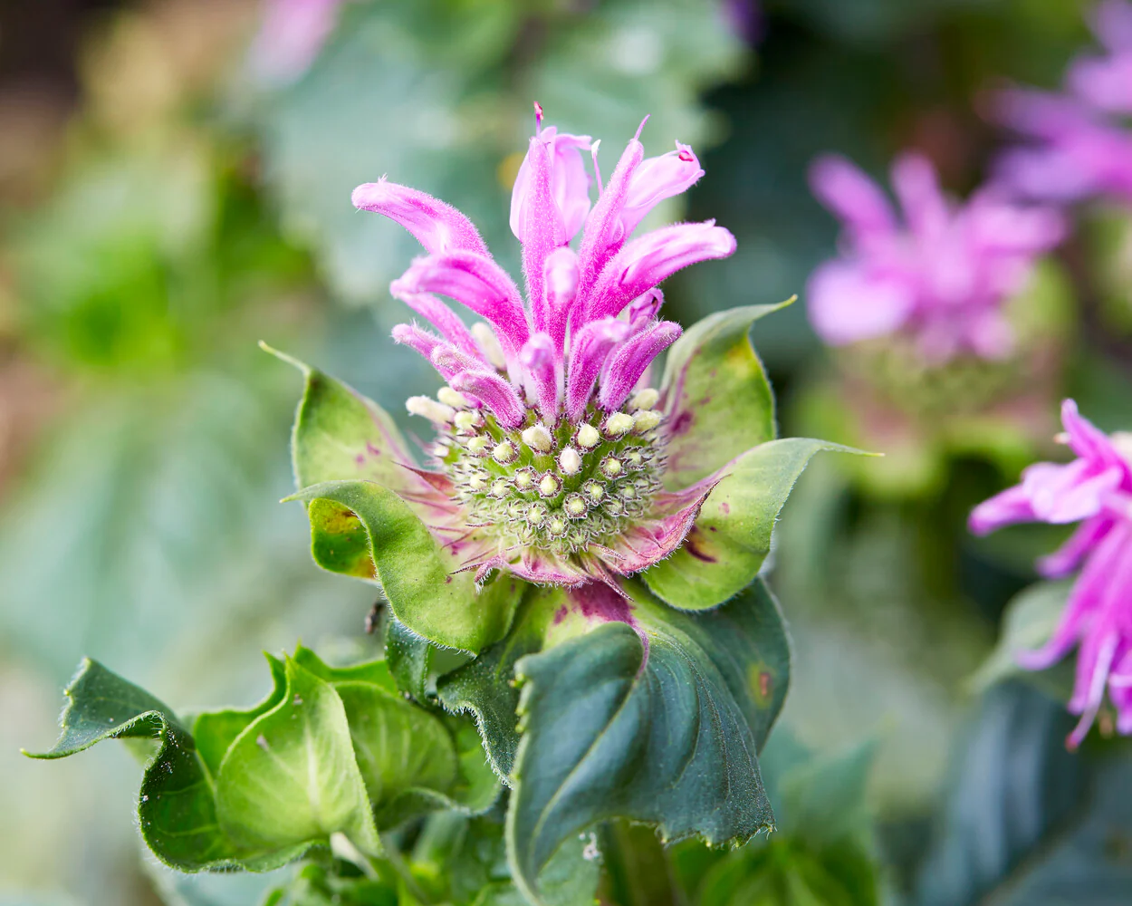 Monarda 'Bee-Lieve' - Image 3