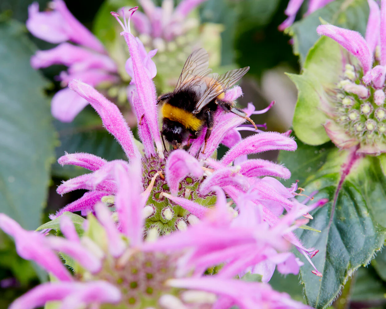 Monarda 'Bee-Lieve' - Image 5