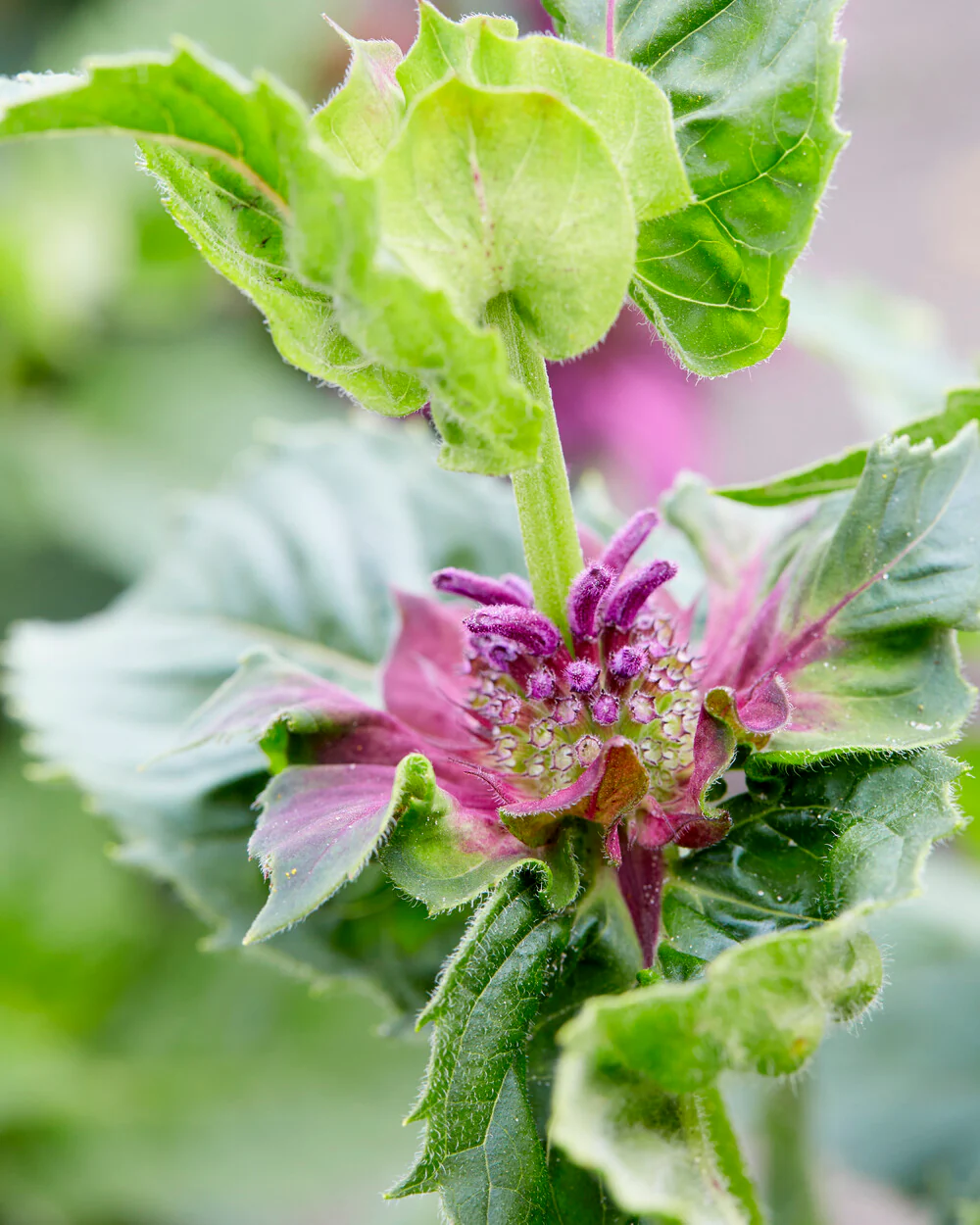 Monarda 'Bee-Pure' - Image 3