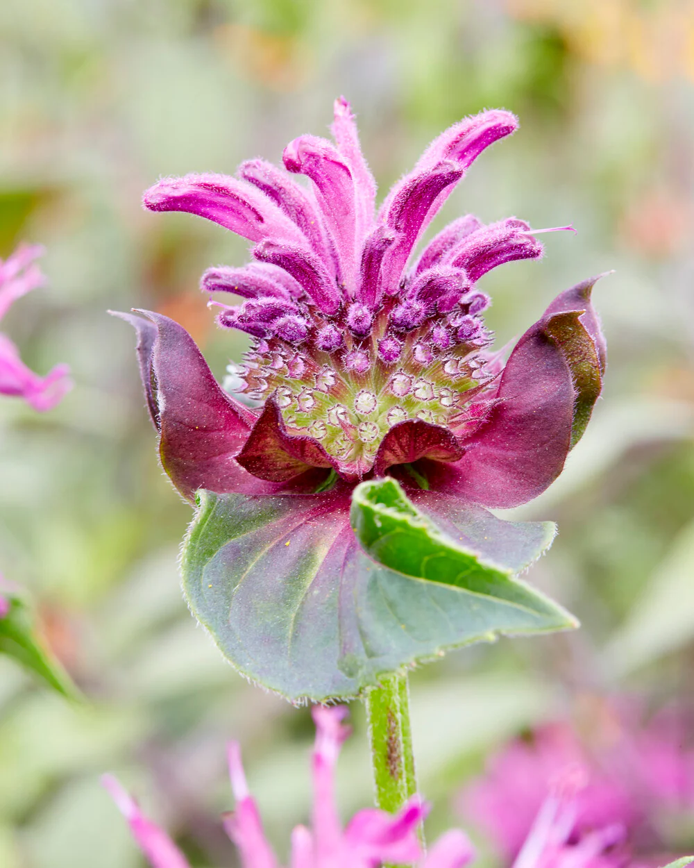 Monarda 'Bee-Pure' - Image 4