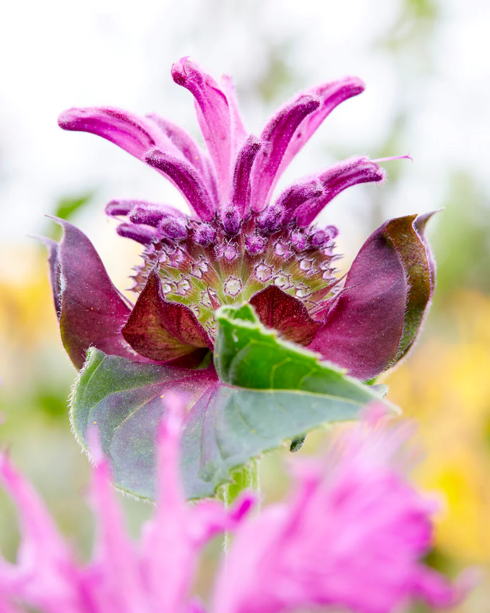 Monarda 'Bee-Pure' - Image 5