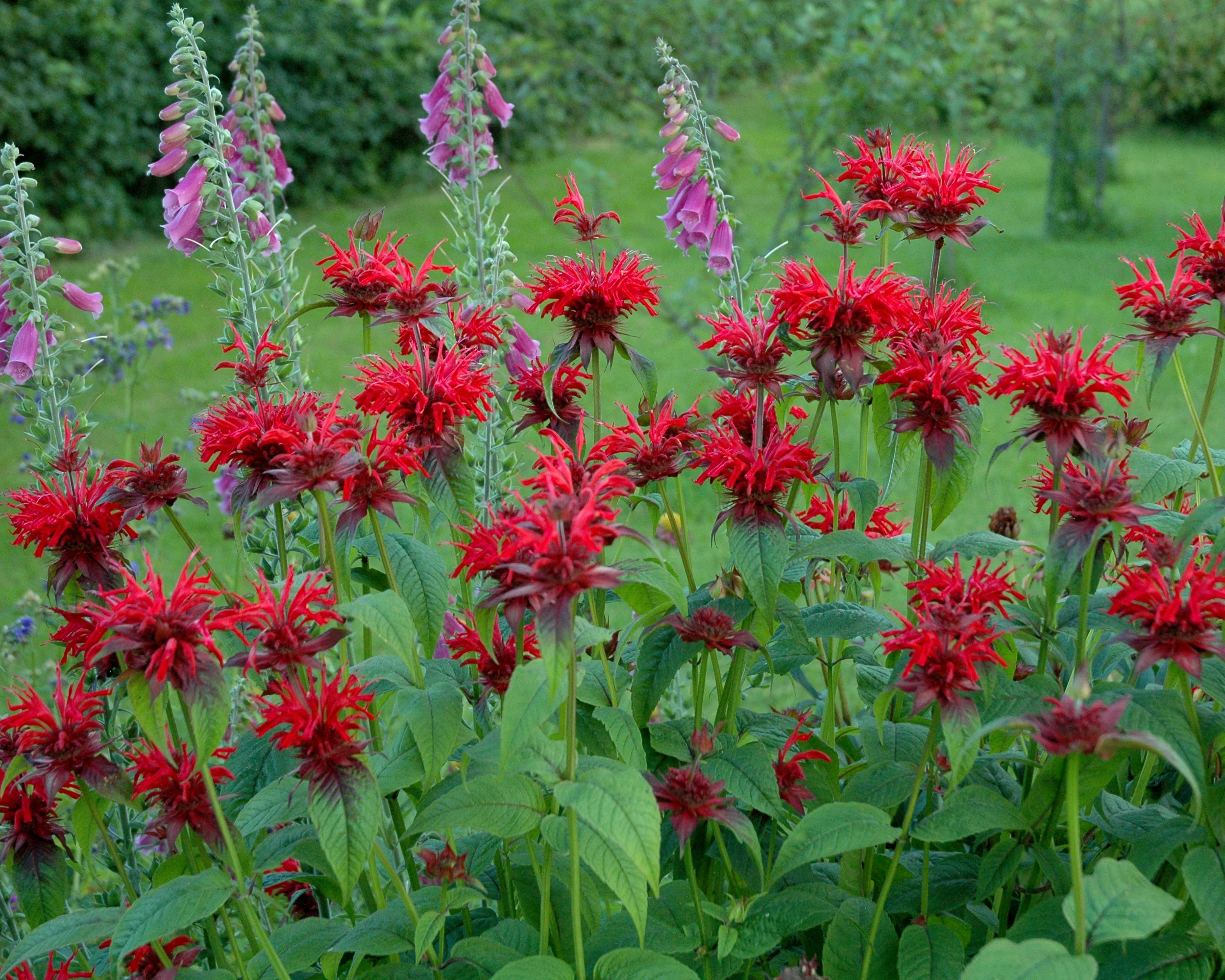 Monarda 'Fireball' - Image 3