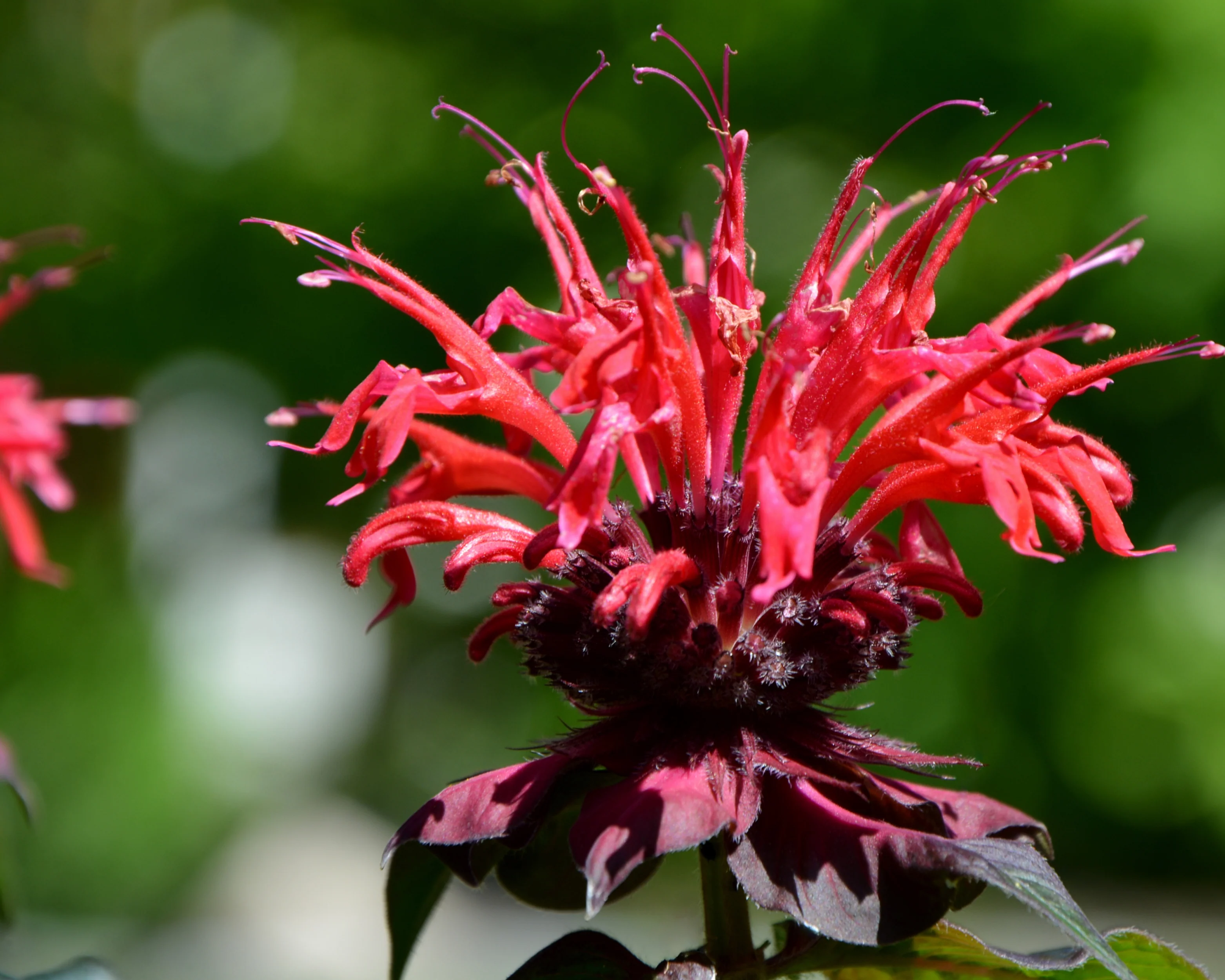 Monarda 'Fireball' - Image 5