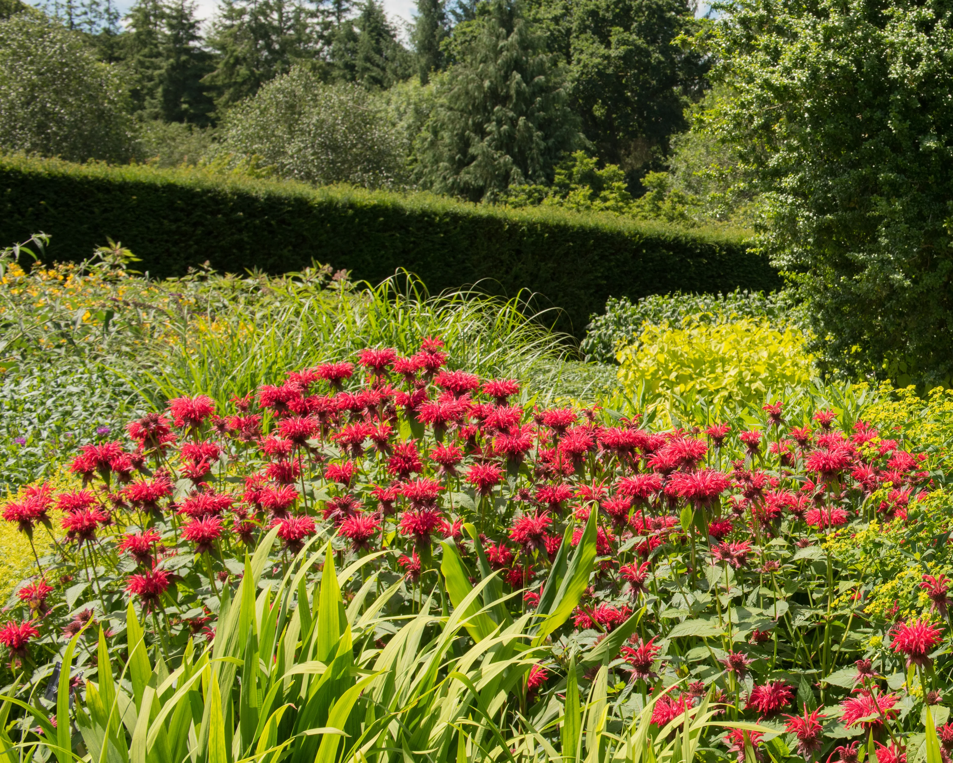 Monarda 'Fireball' - Image 6