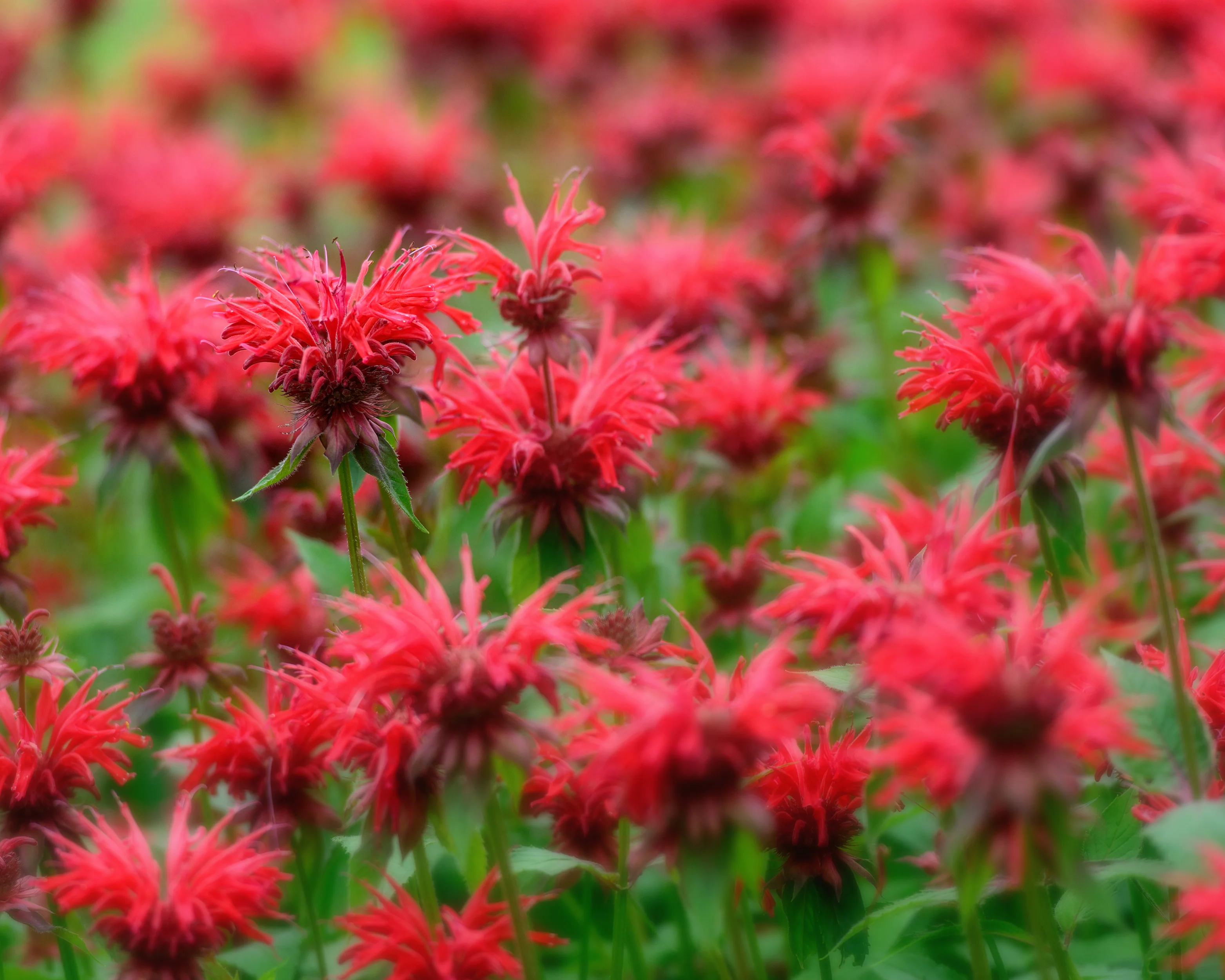 Monarda 'Fireball' - Image 7