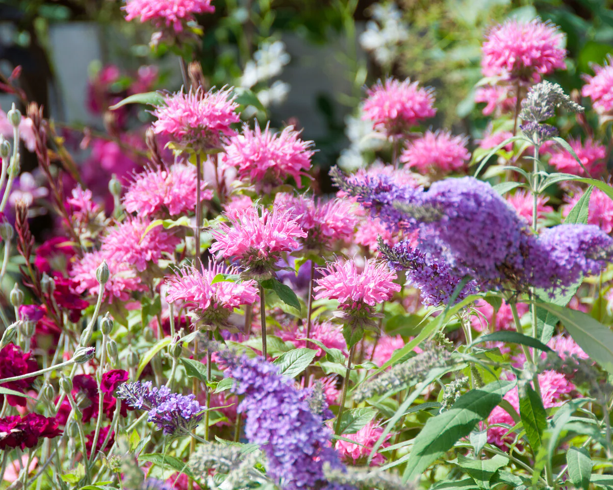 Monarda 'Marshall's Delight' - Image 10