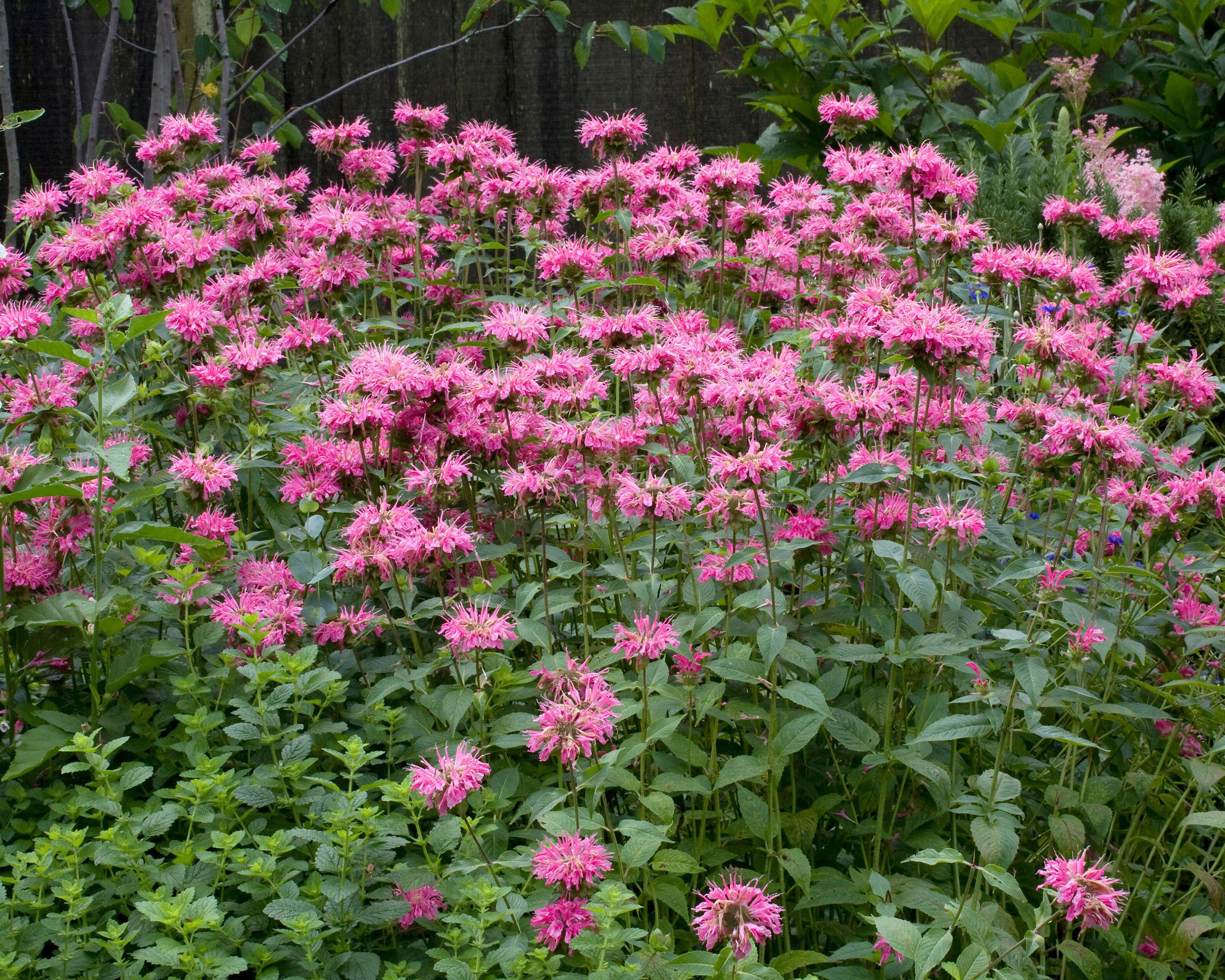 Monarda 'Marshall's Delight' - Image 9