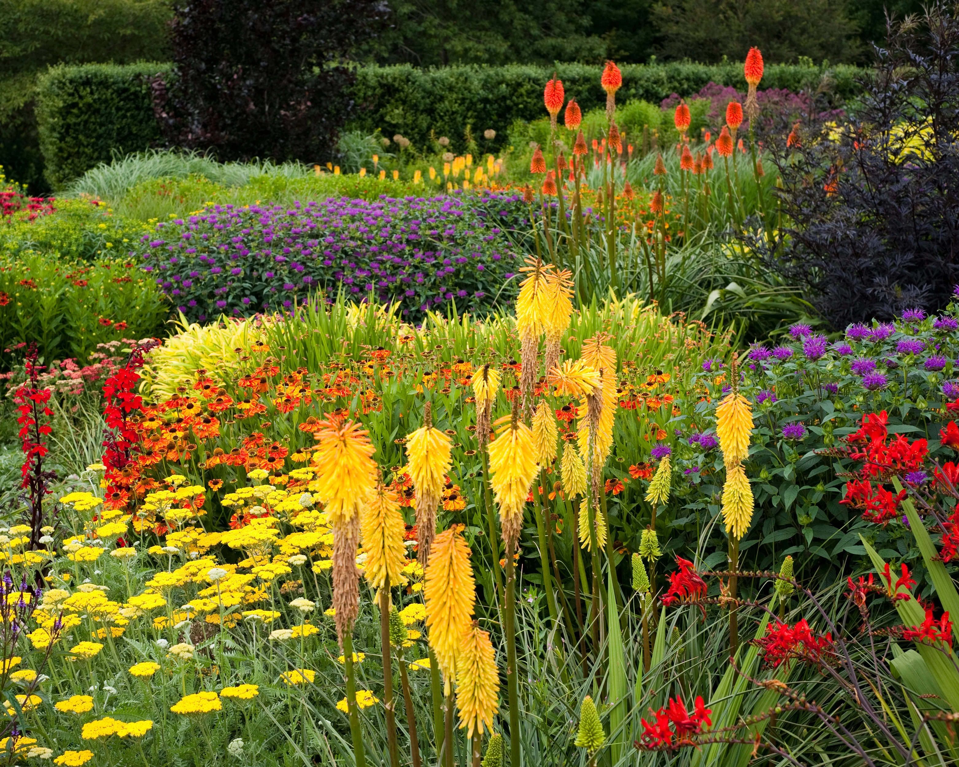Monarda 'Prärienacht' - Image 3