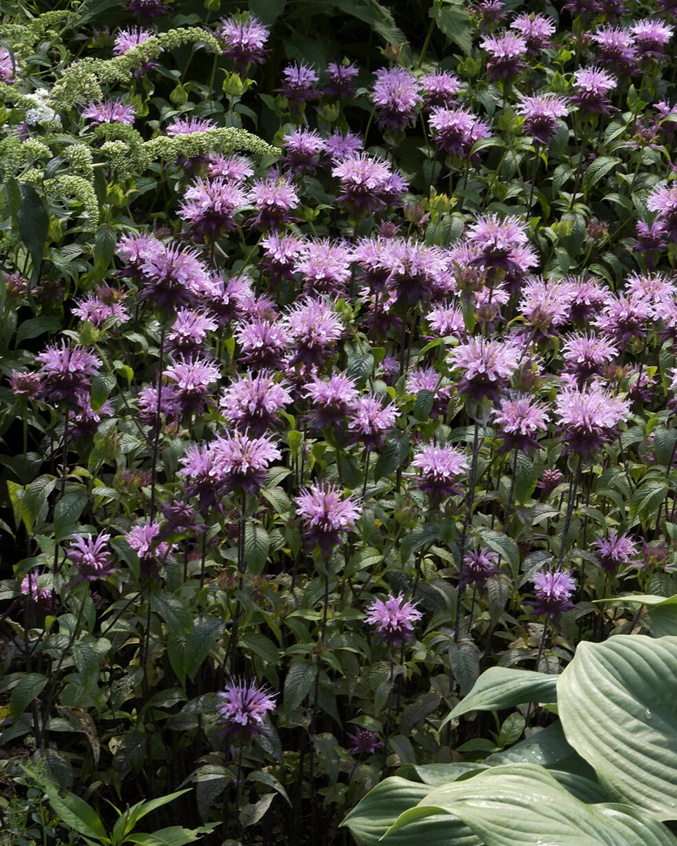 Monarda 'Prärienacht' - Image 4