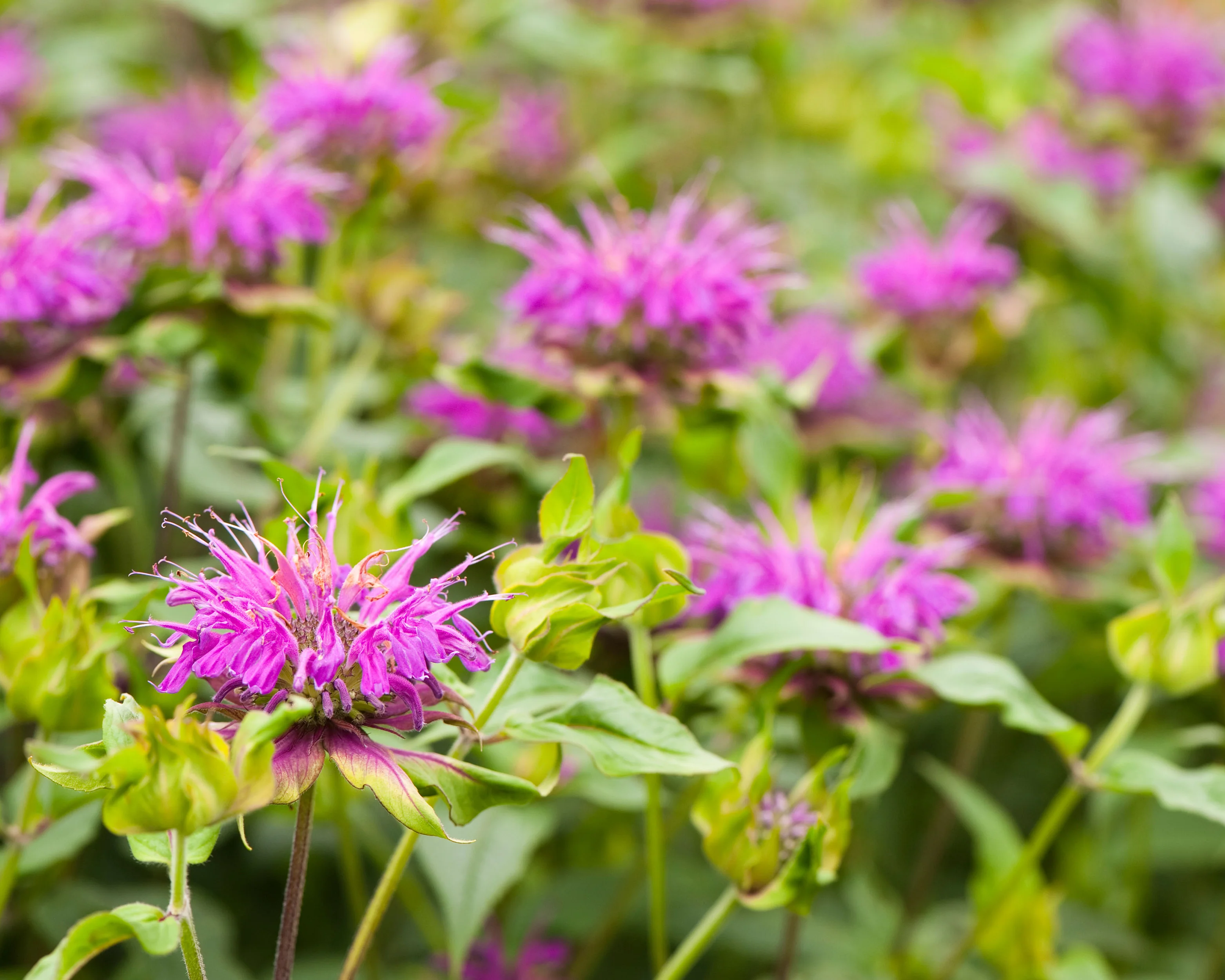 Monarda 'Prärienacht' - Image 6