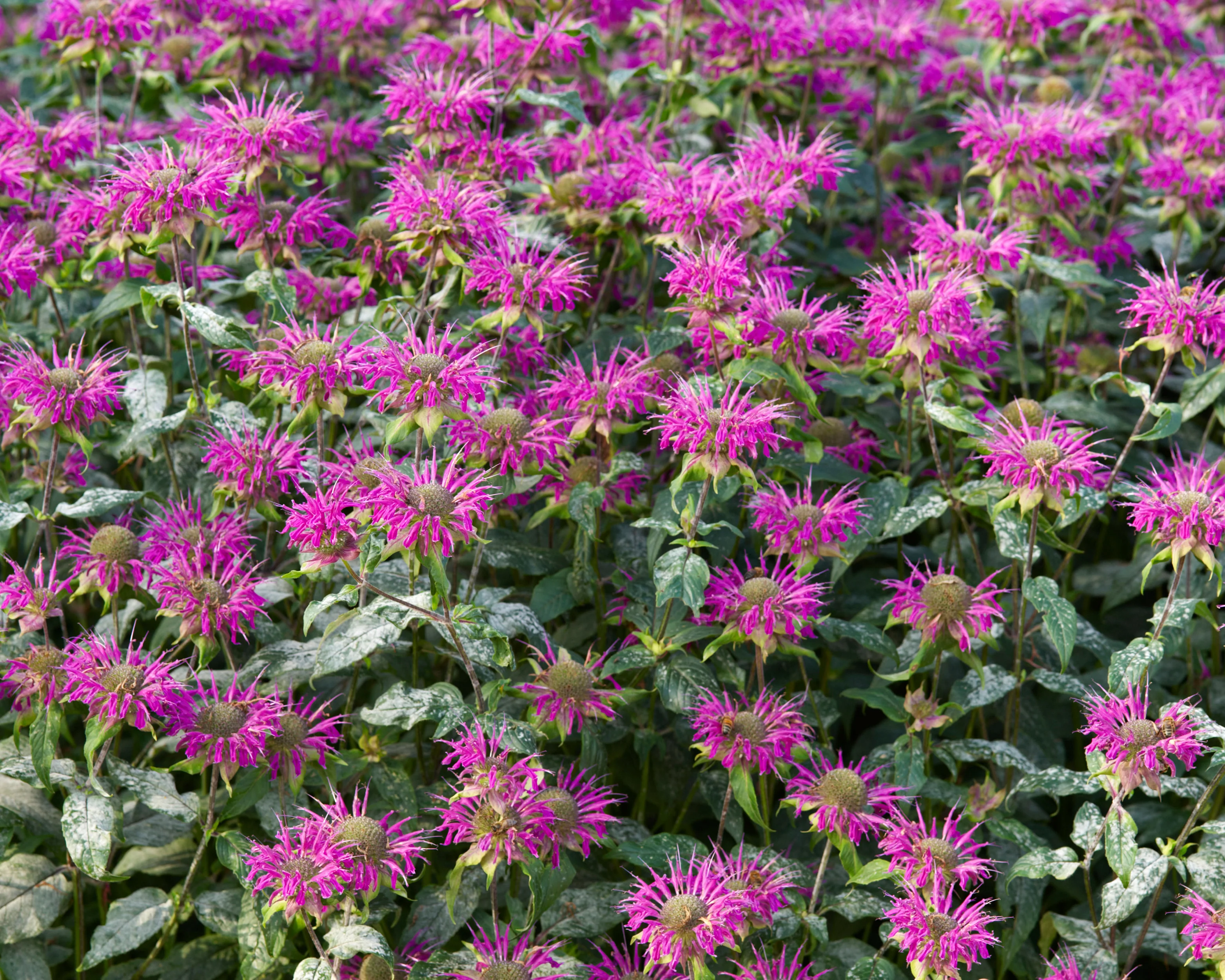 Monarda 'Prärienacht' - Image 7