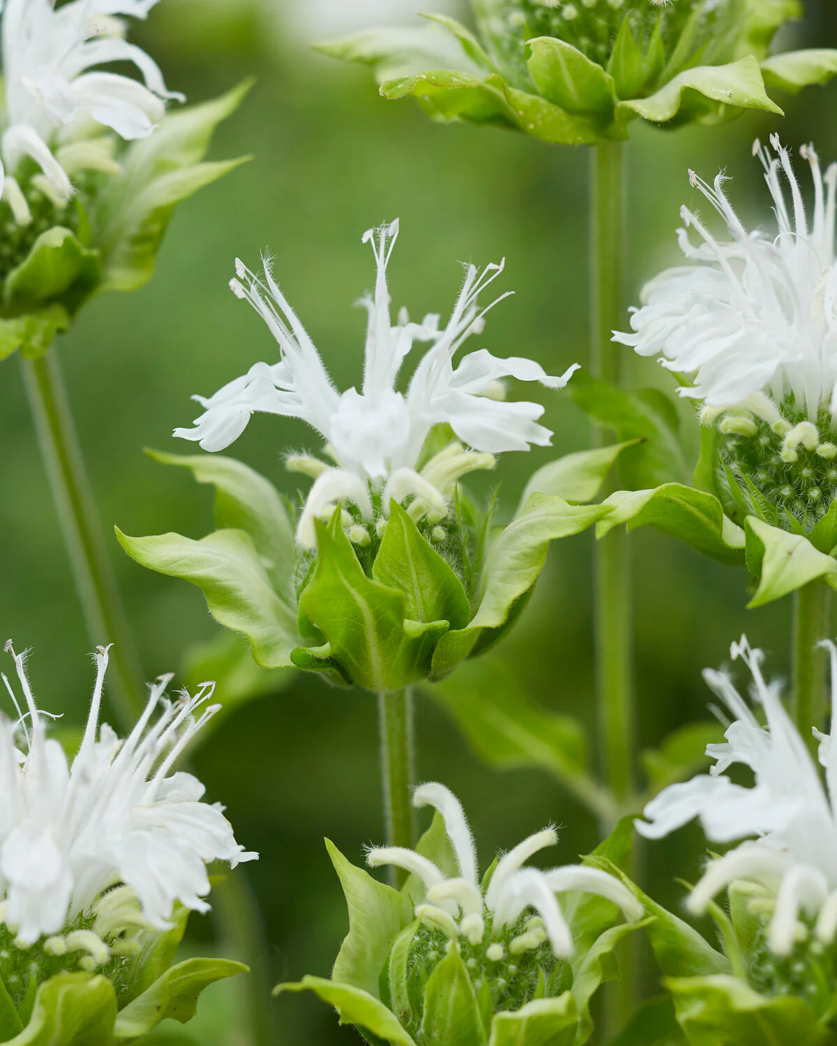 Monarda 'Schneewittchen' - Image 4