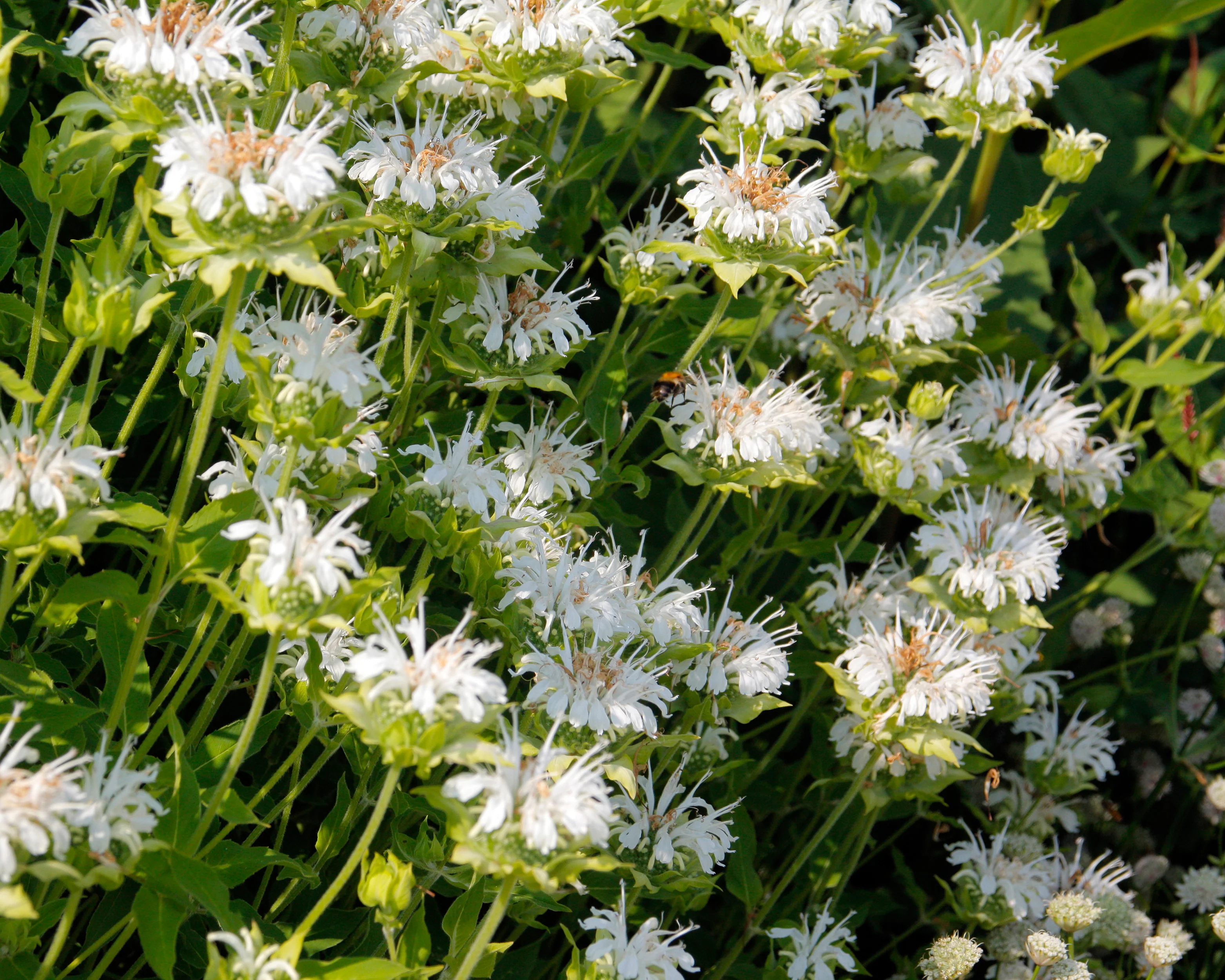 Monarda 'Schneewittchen' - Image 6