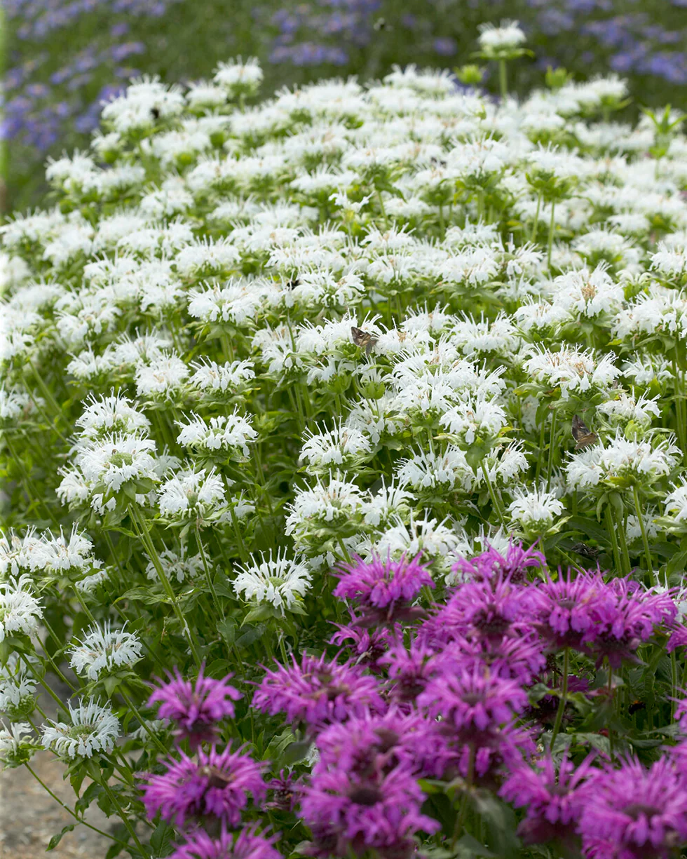 Monarda 'Schneewittchen' - Image 7