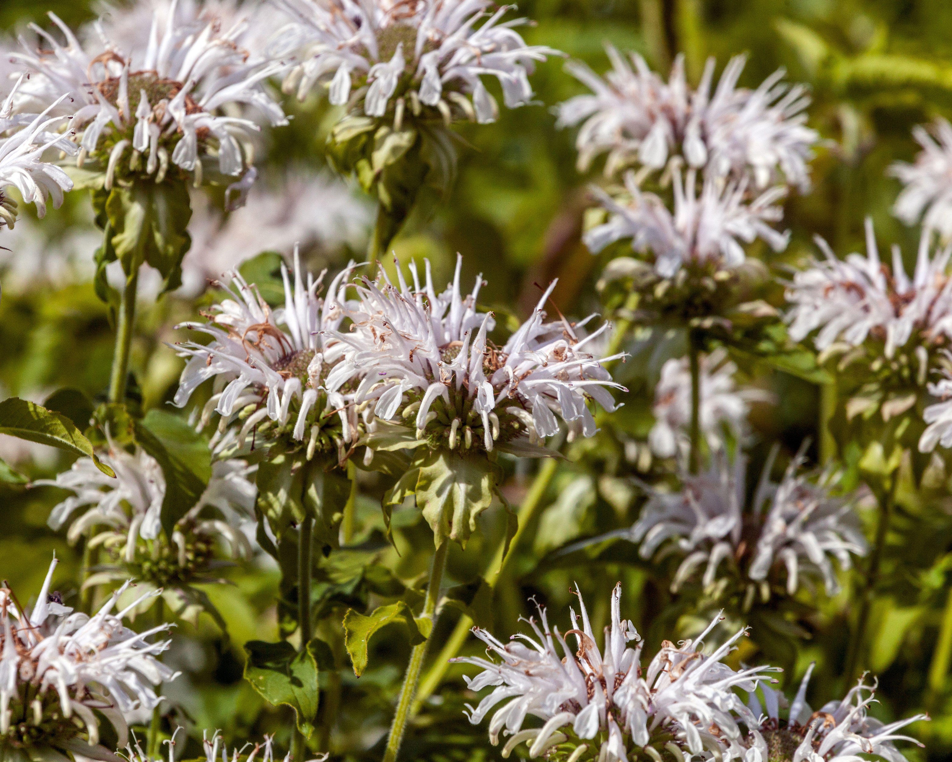 Monarda 'Schneewittchen' - Image 9