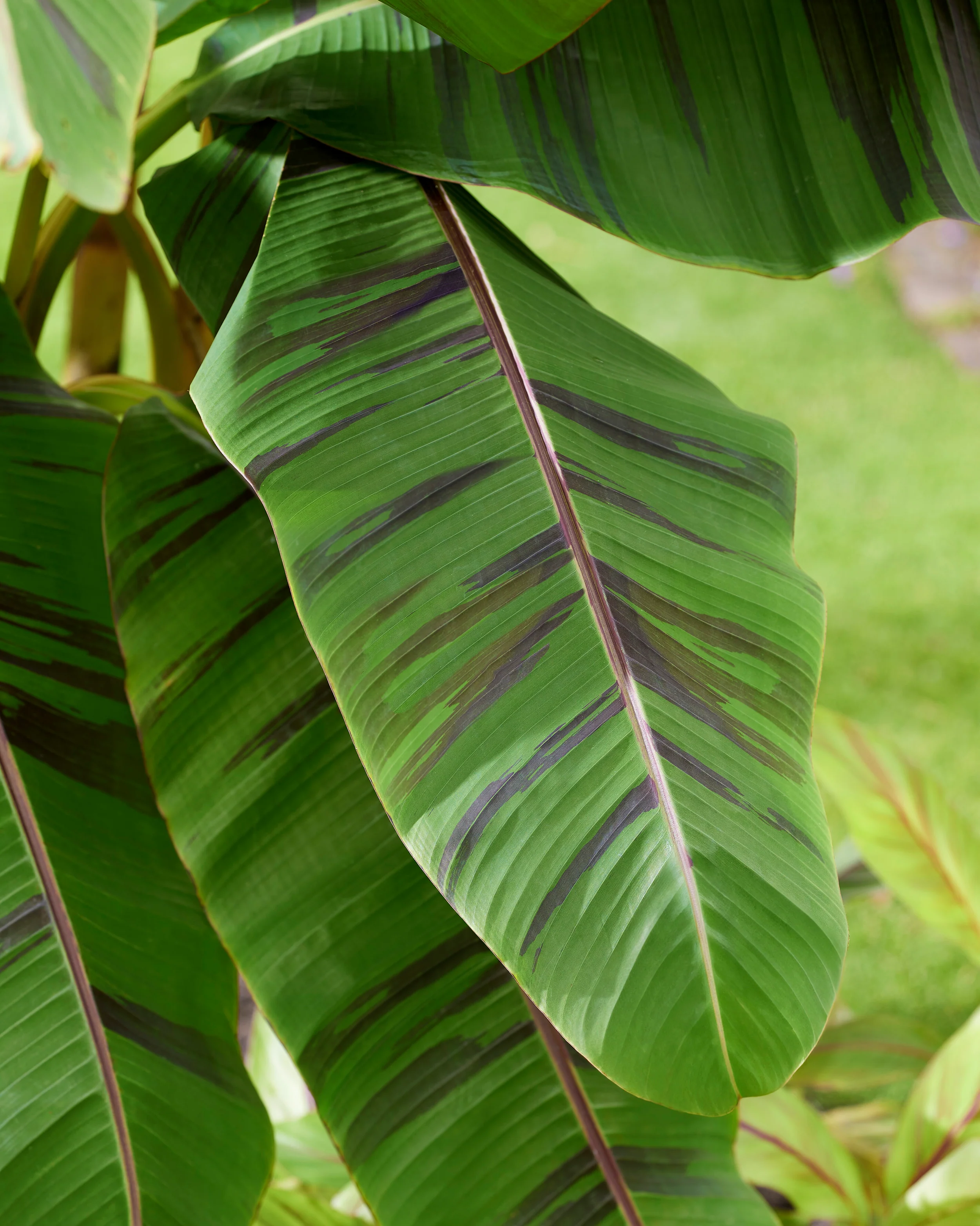 Musa 'Ever Red' - Image 2