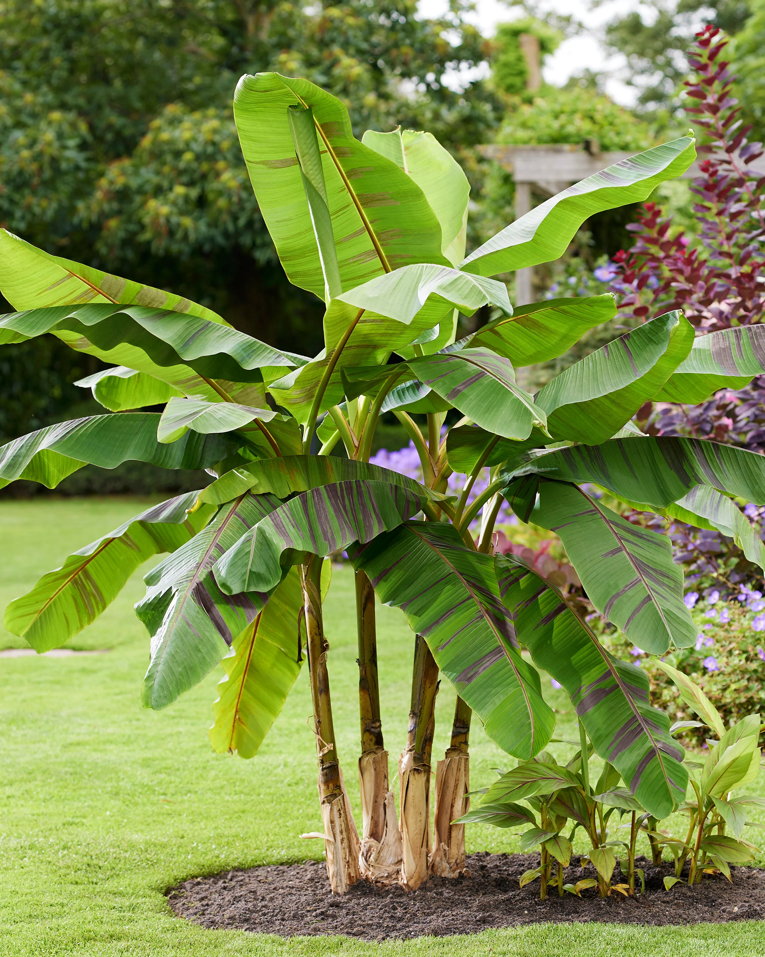 Musa 'Ever Red' - Image 6