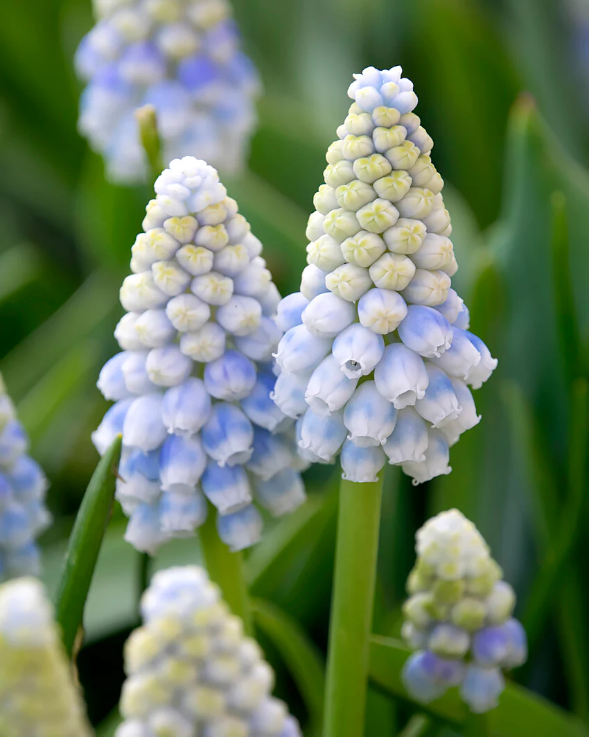 Muscari 'Alaska' - Image 2
