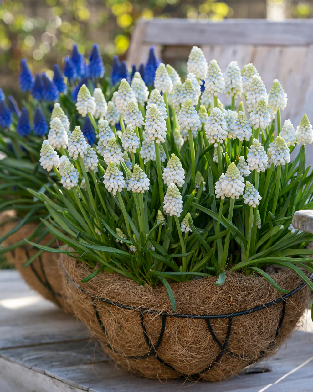 Muscari 'Alaska' - Image 3