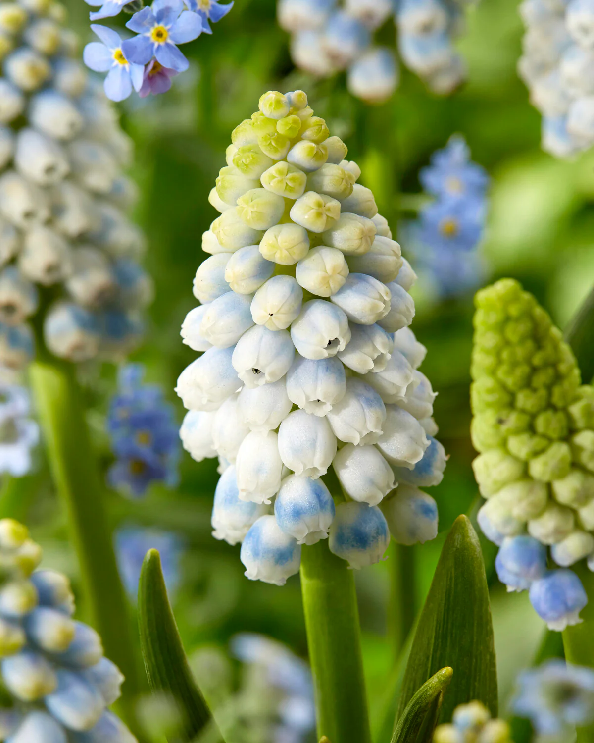 Muscari 'Alaska' - Image 4