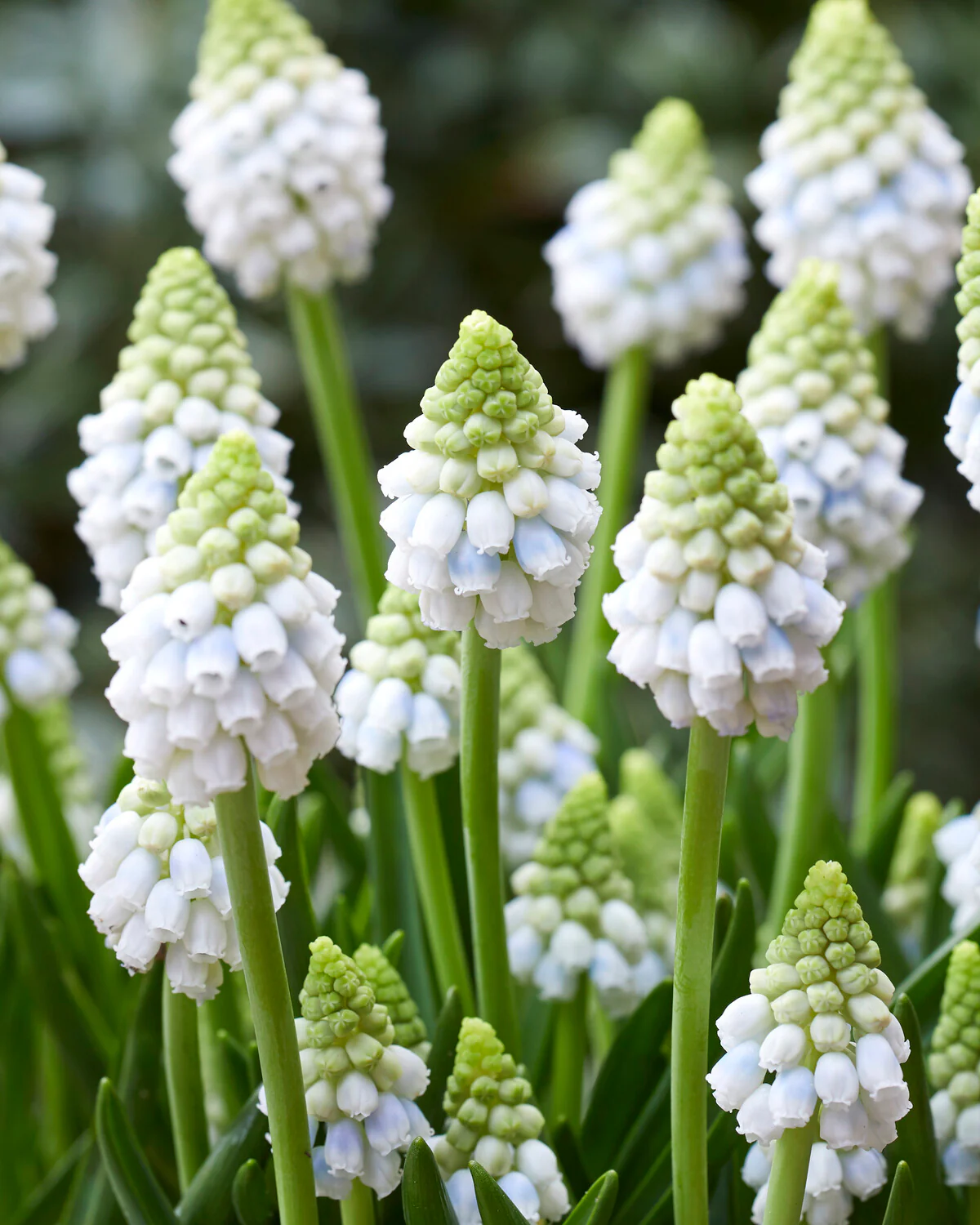 Muscari 'Alaska' - Image 5