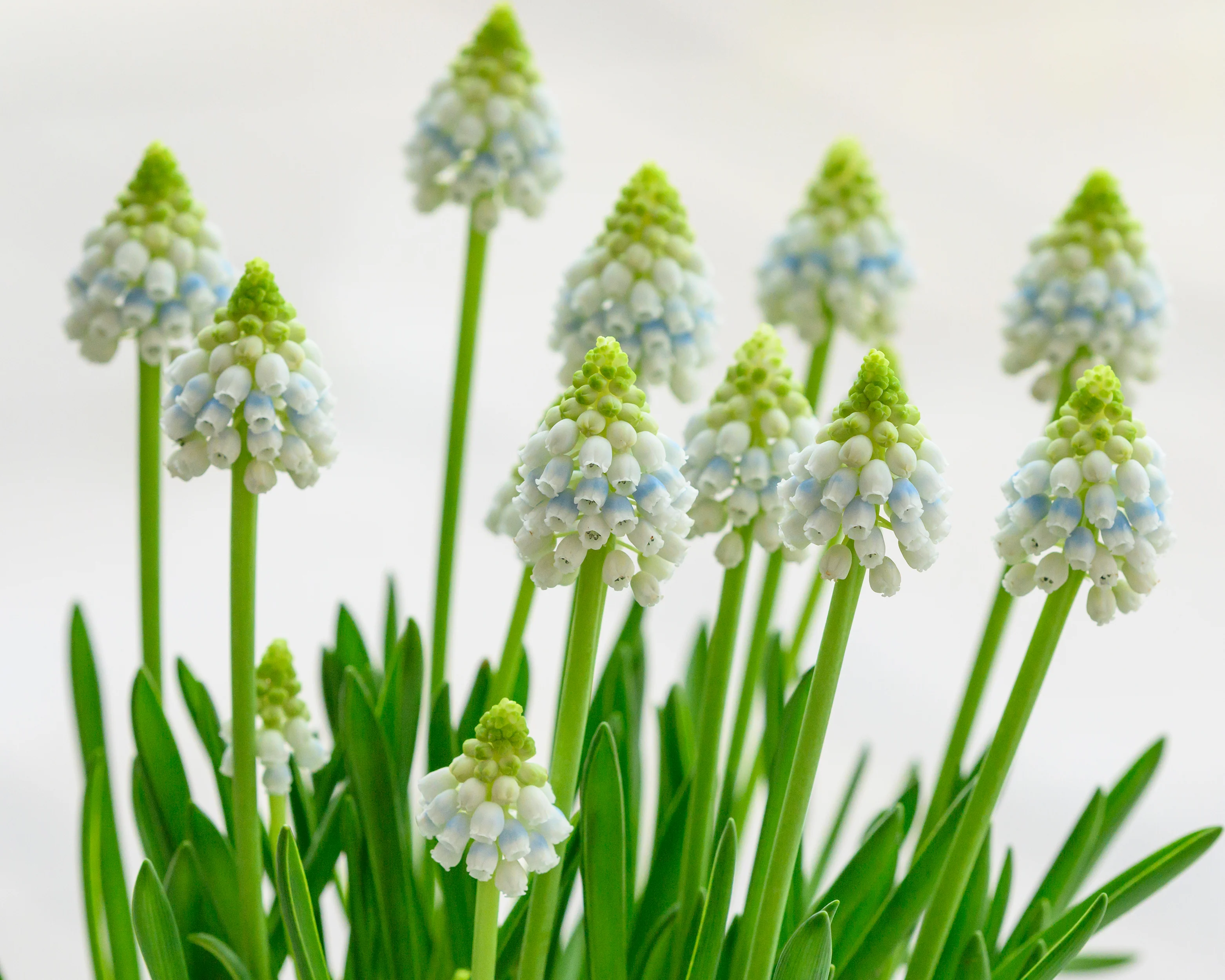 Muscari 'Alaska' - Image 8