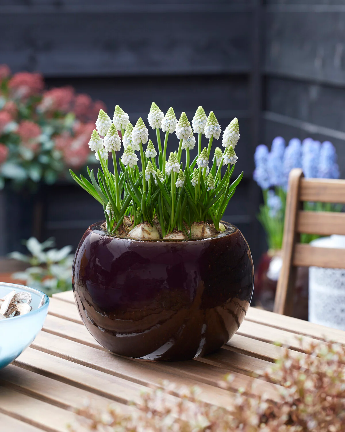 Muscari 'Alaska' - Image 9