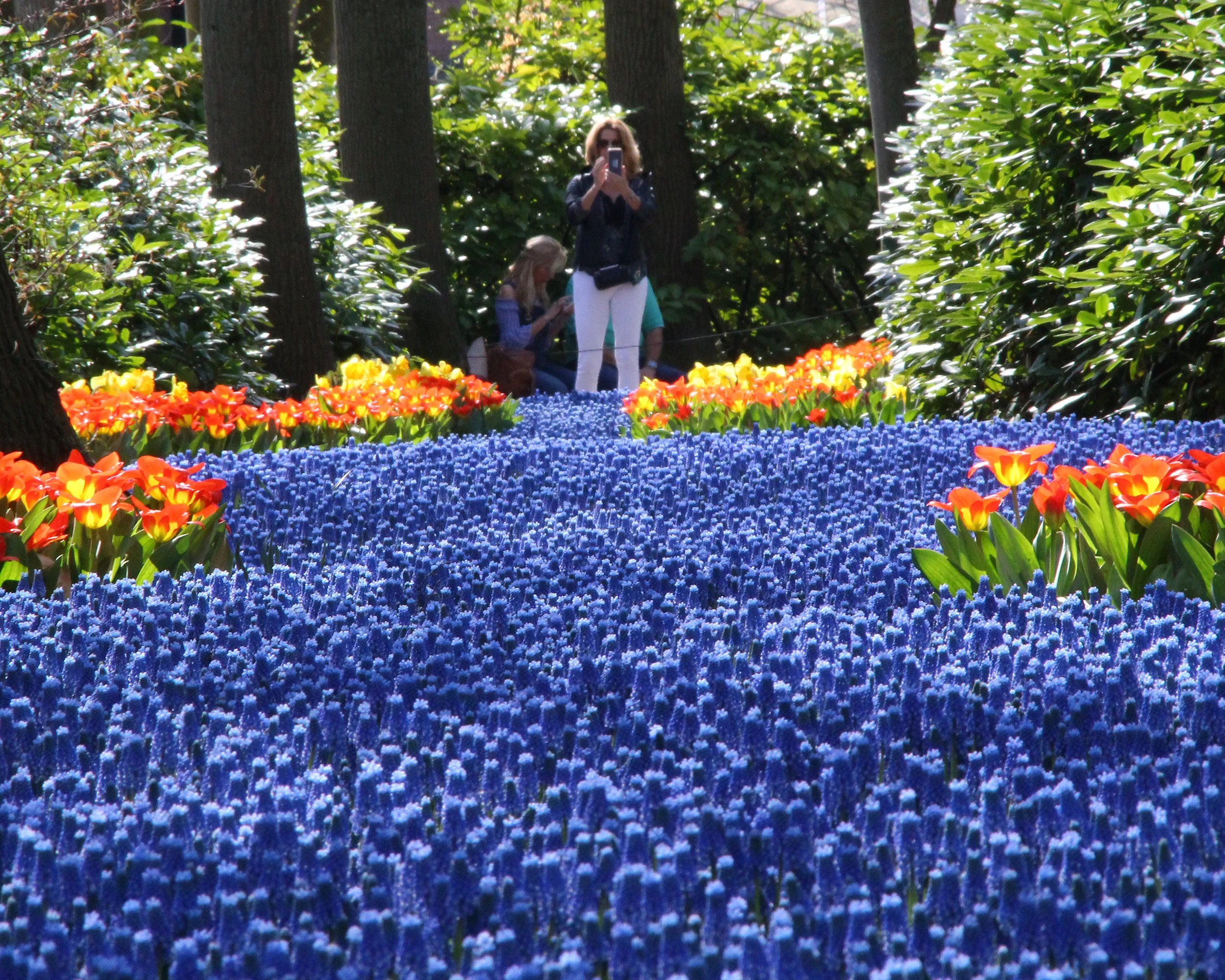 Muscari armeniacum - Image 4