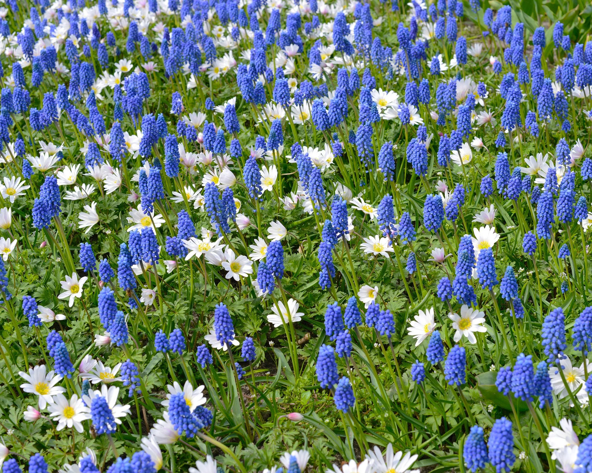Muscari armeniacum - Image 6