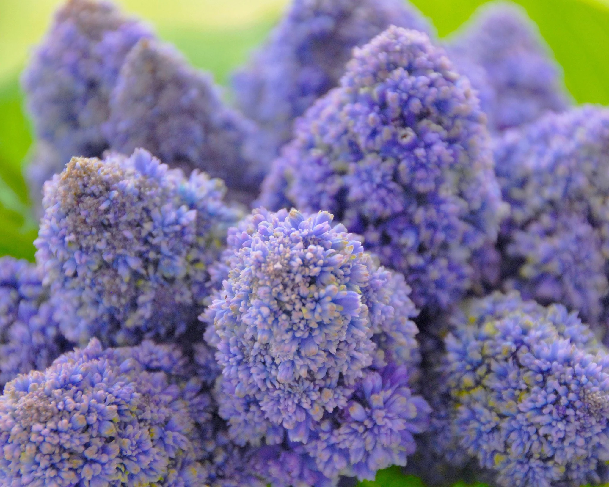 Muscari 'Fantasy Creation' - Image 4